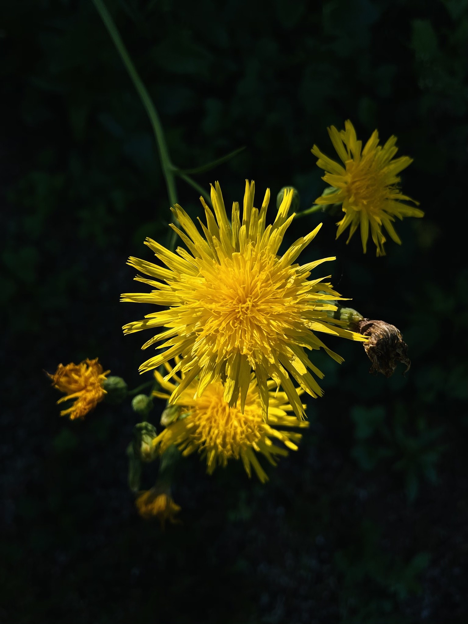 Sonchus arvensis