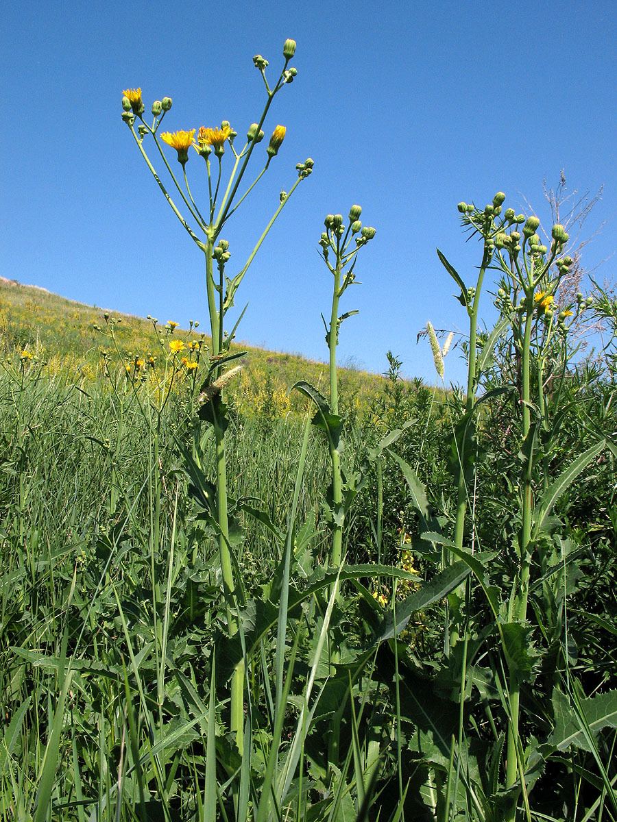 Sonchus arvensis