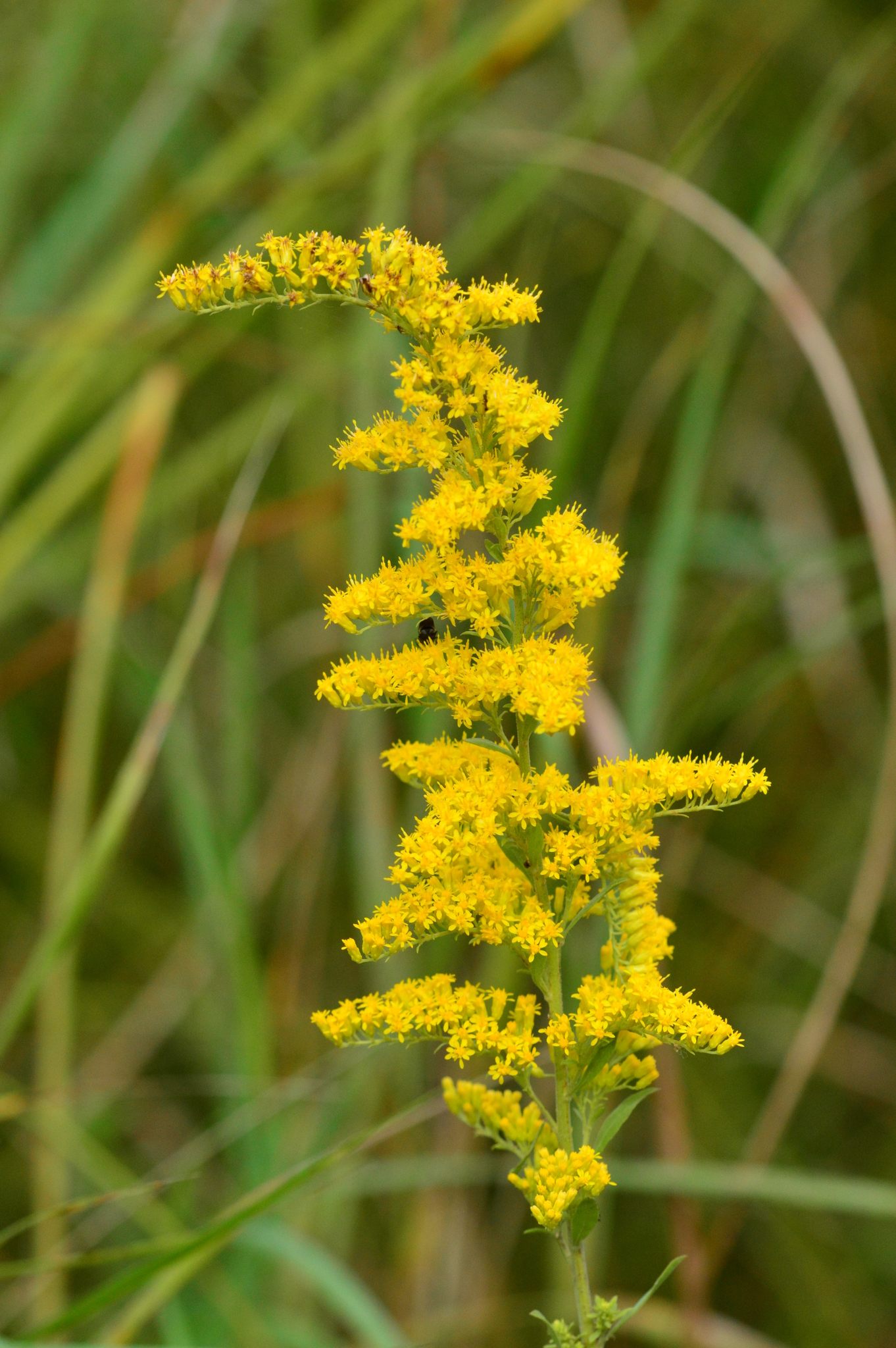Solidago nemoralis