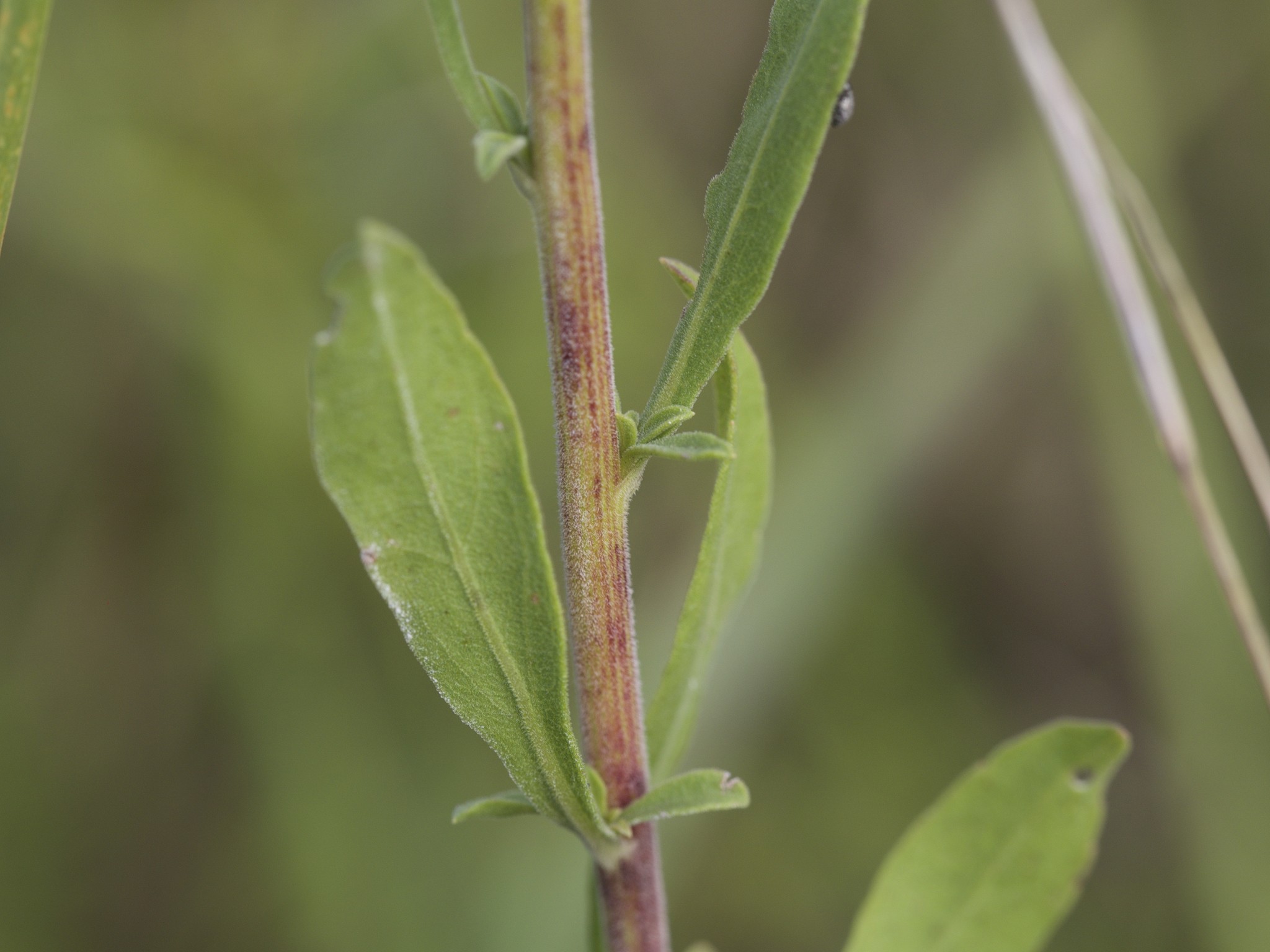 Solidago nemoralis