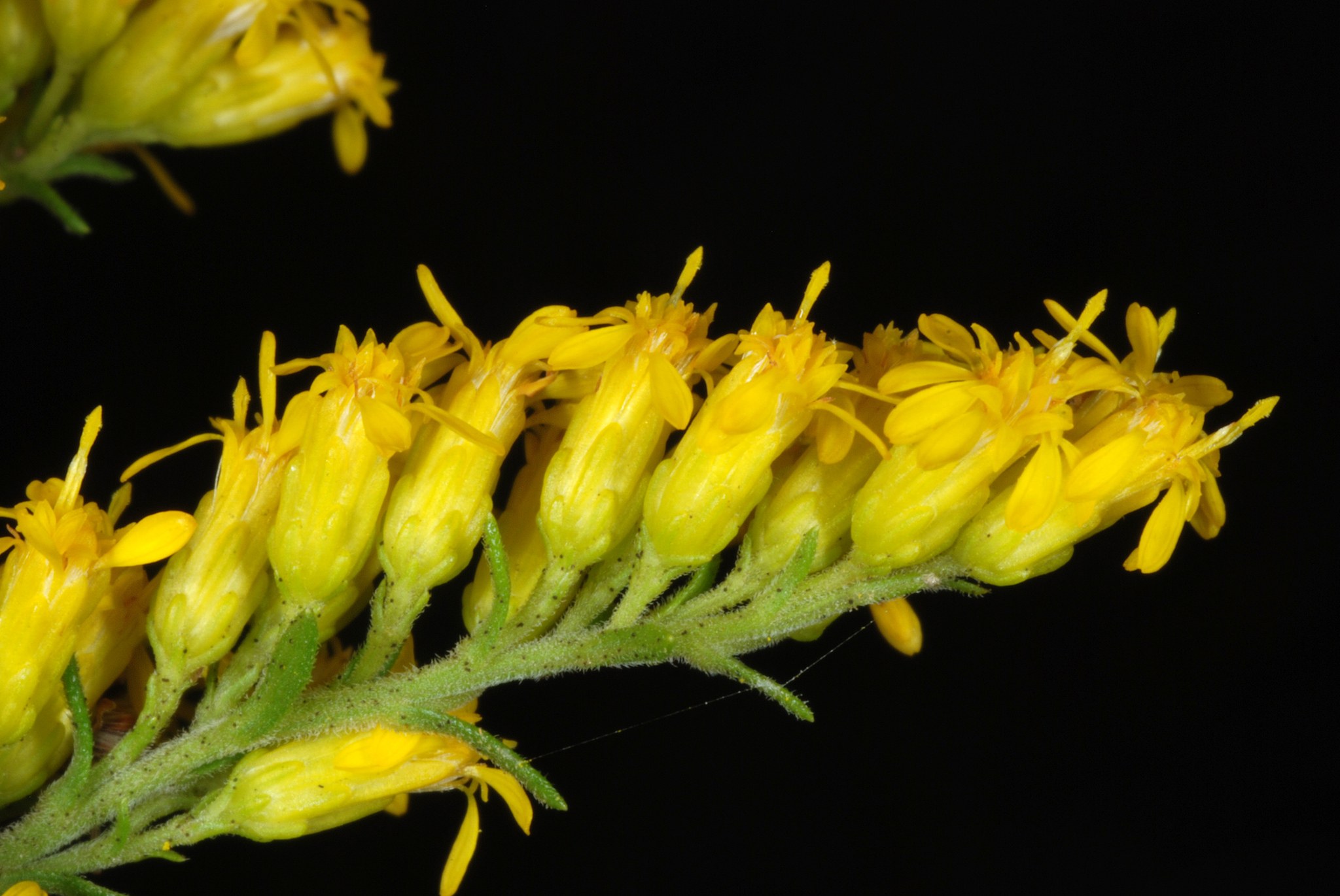 Solidago nemoralis