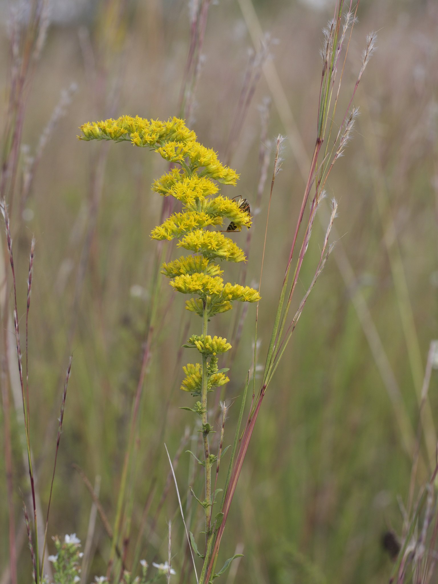 Solidago nemoralis
