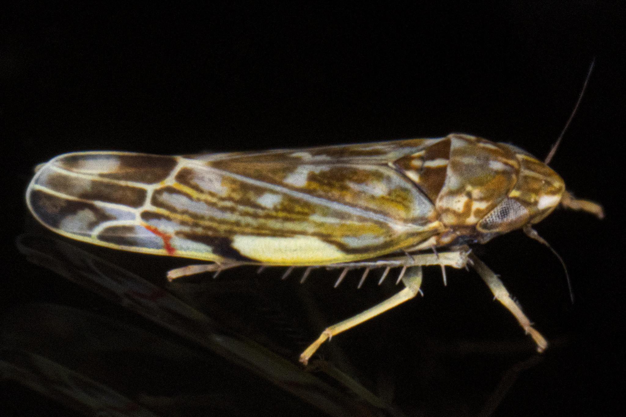 Erasmoneura vulnerata