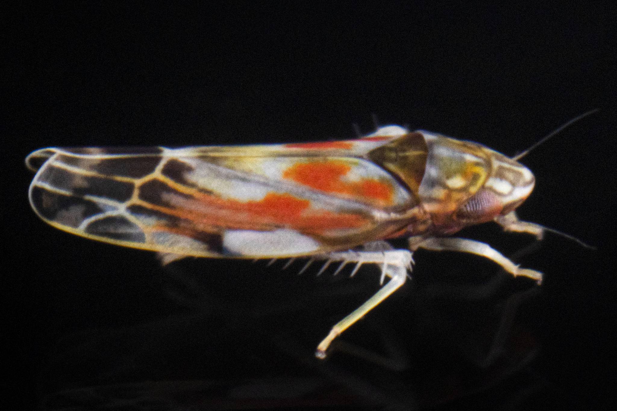 Erasmoneura vulnerata