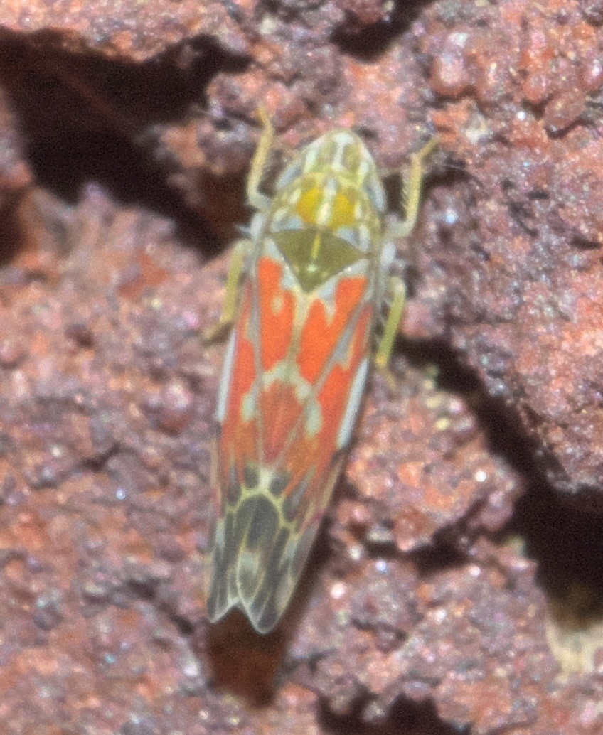 Erasmoneura vulnerata
