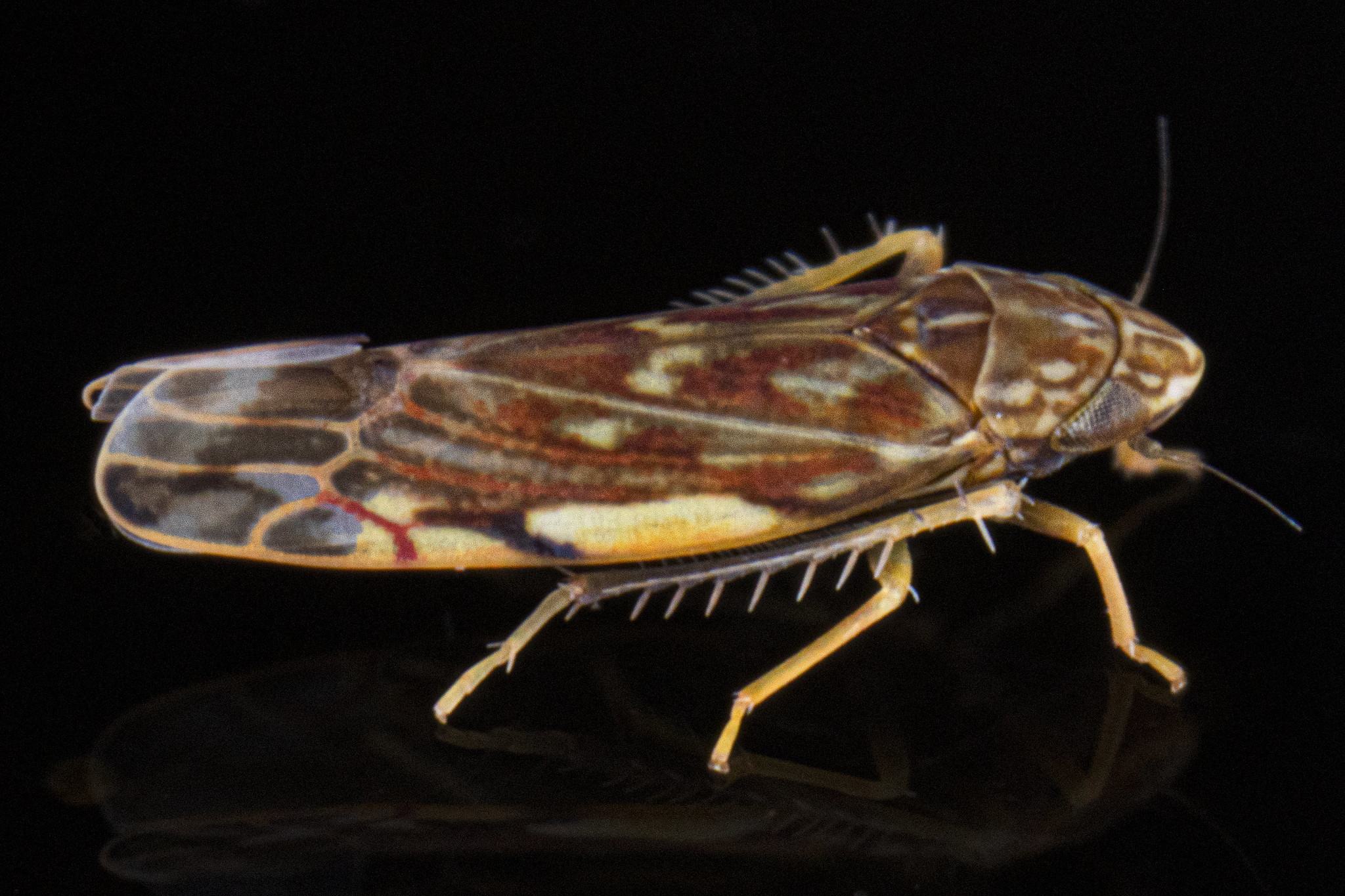 Erasmoneura vulnerata