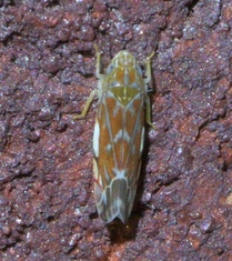 Erasmoneura vulnerata