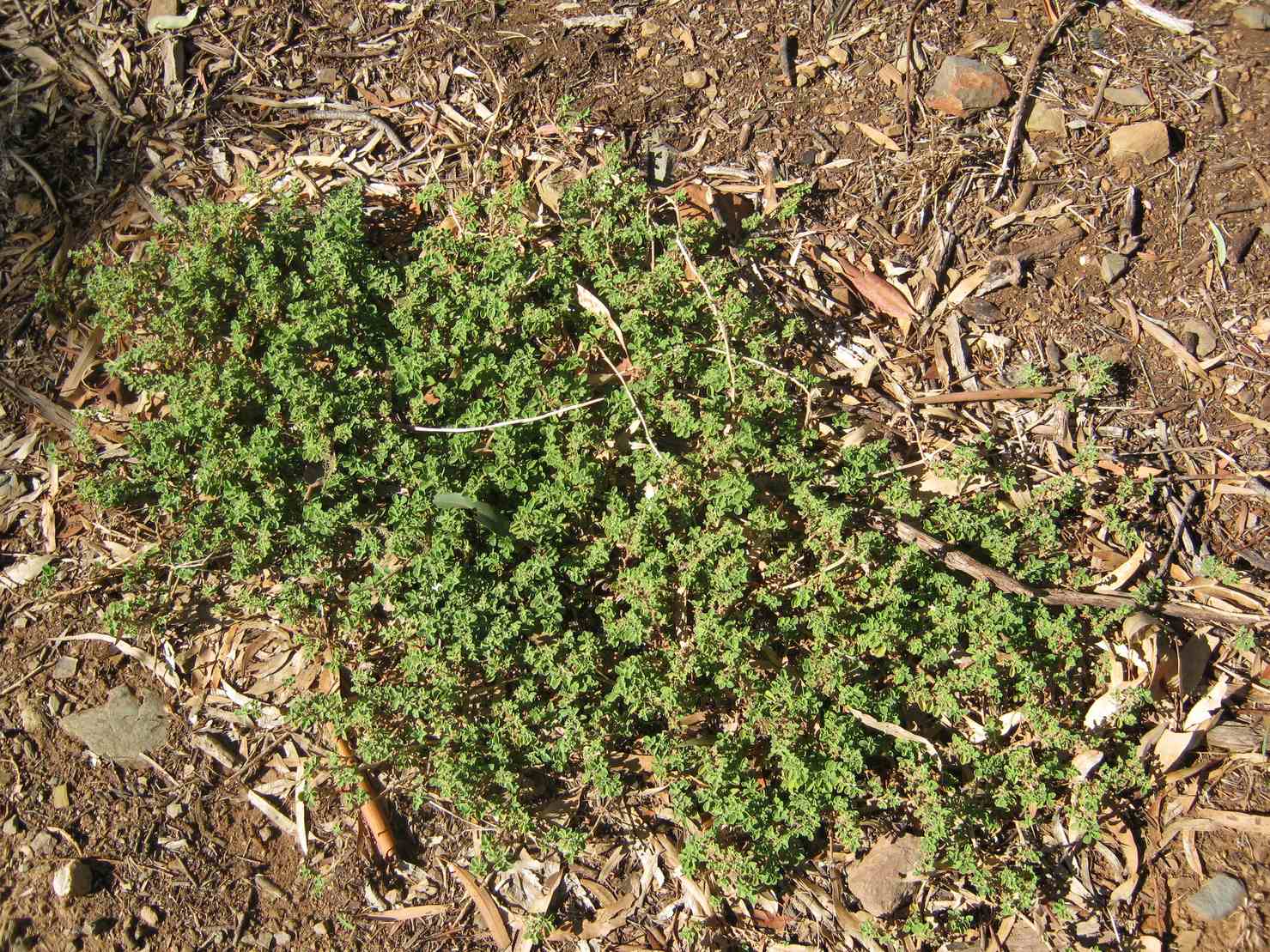 Aizoon pubescens