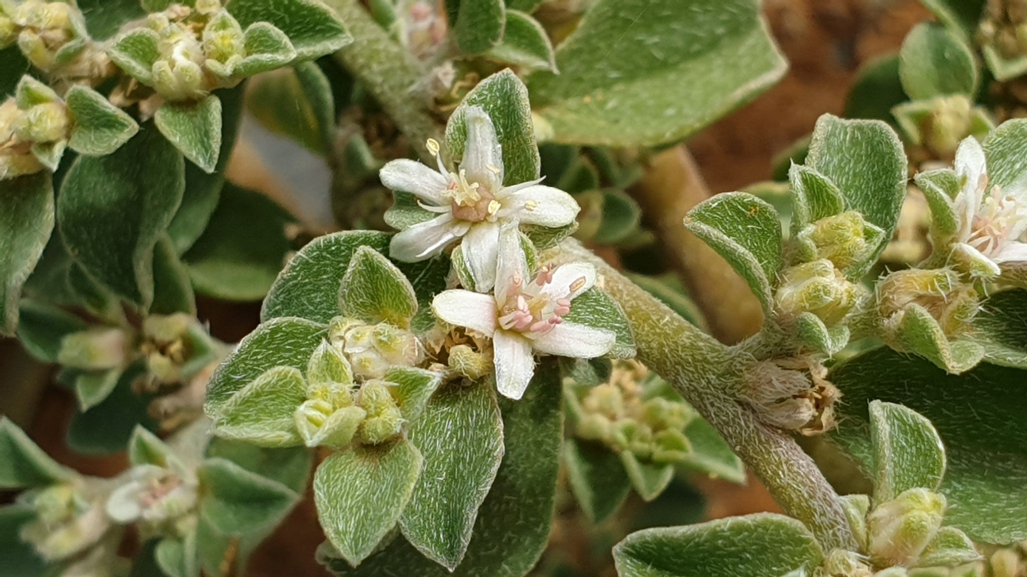 Aizoon pubescens