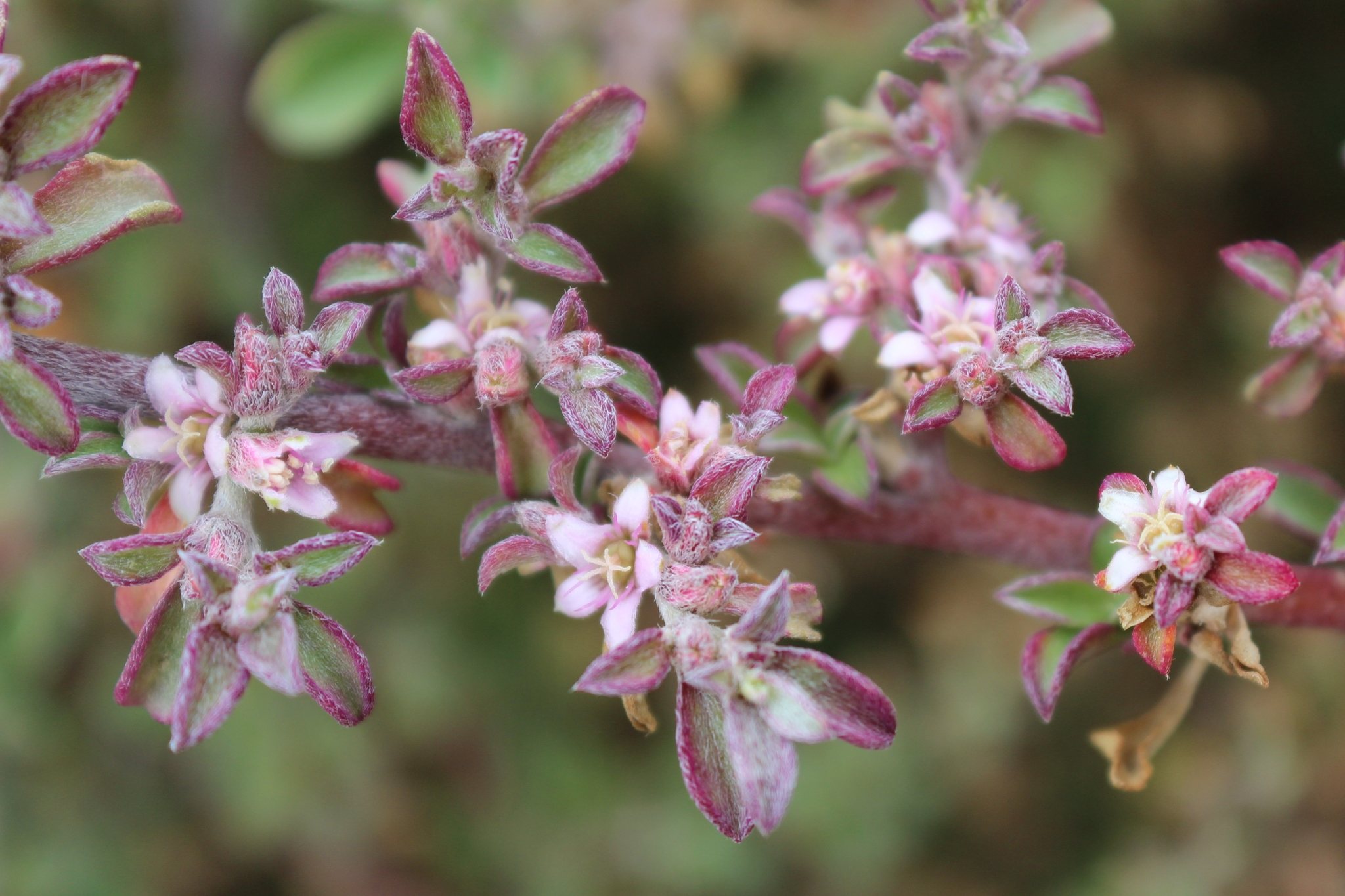 Aizoon pubescens