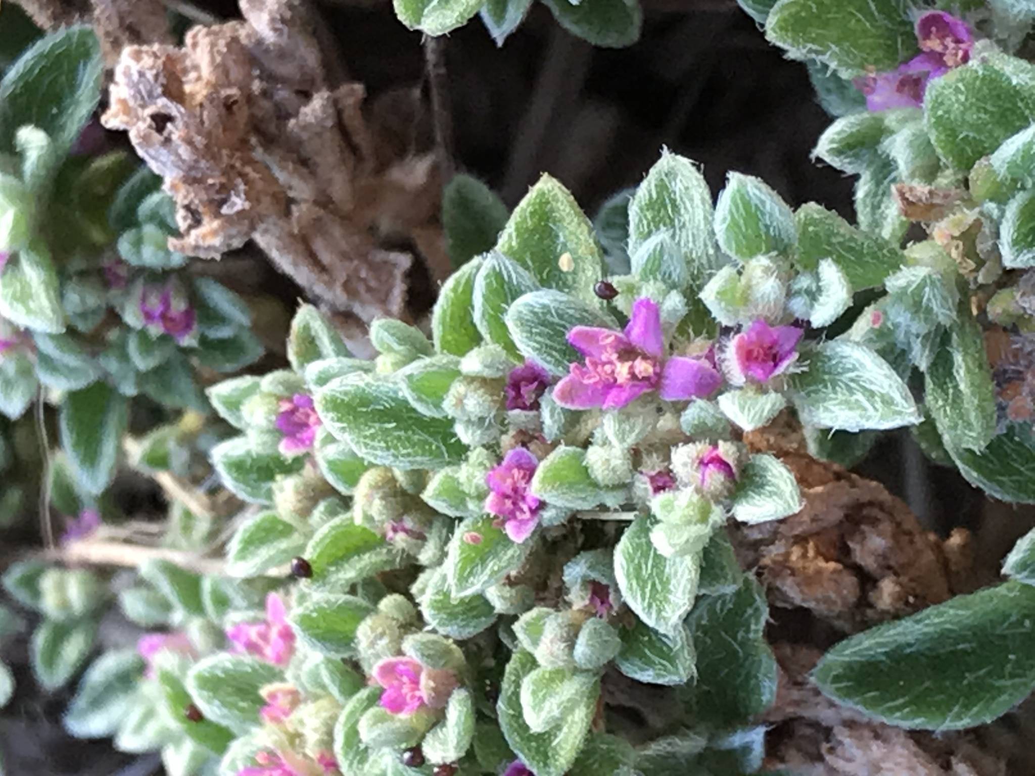 Aizoon pubescens