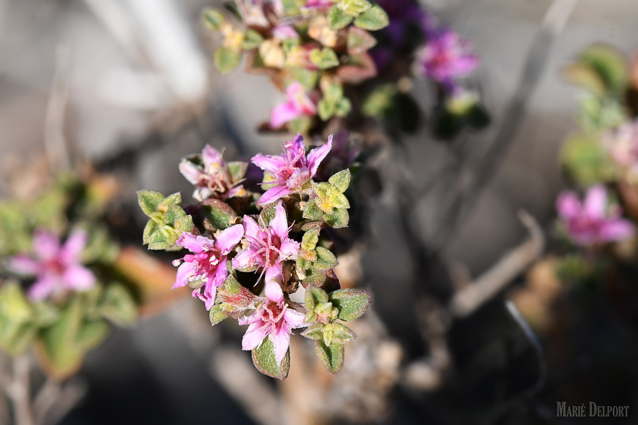 Aizoon pubescens