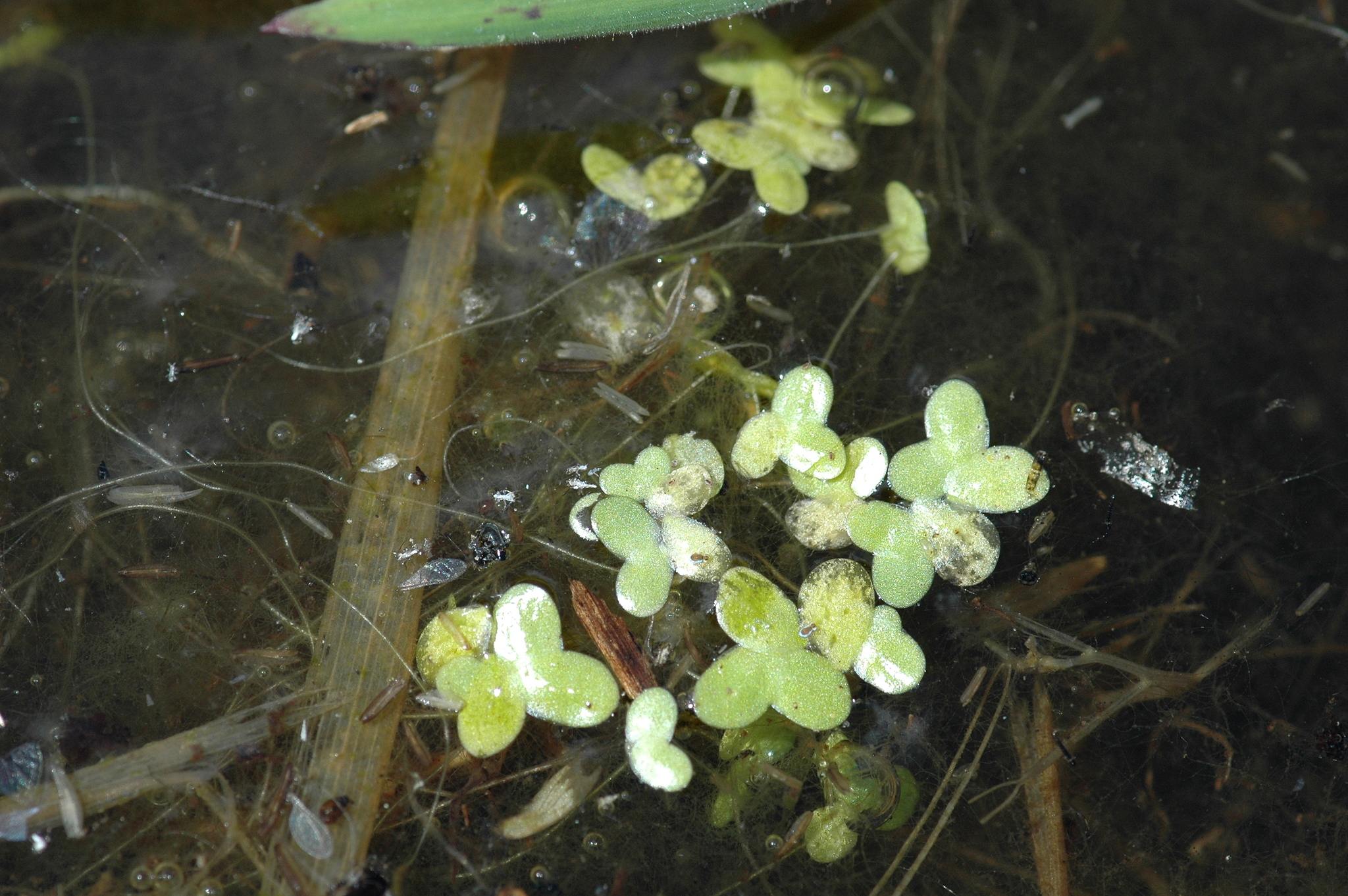 Lemna minuta