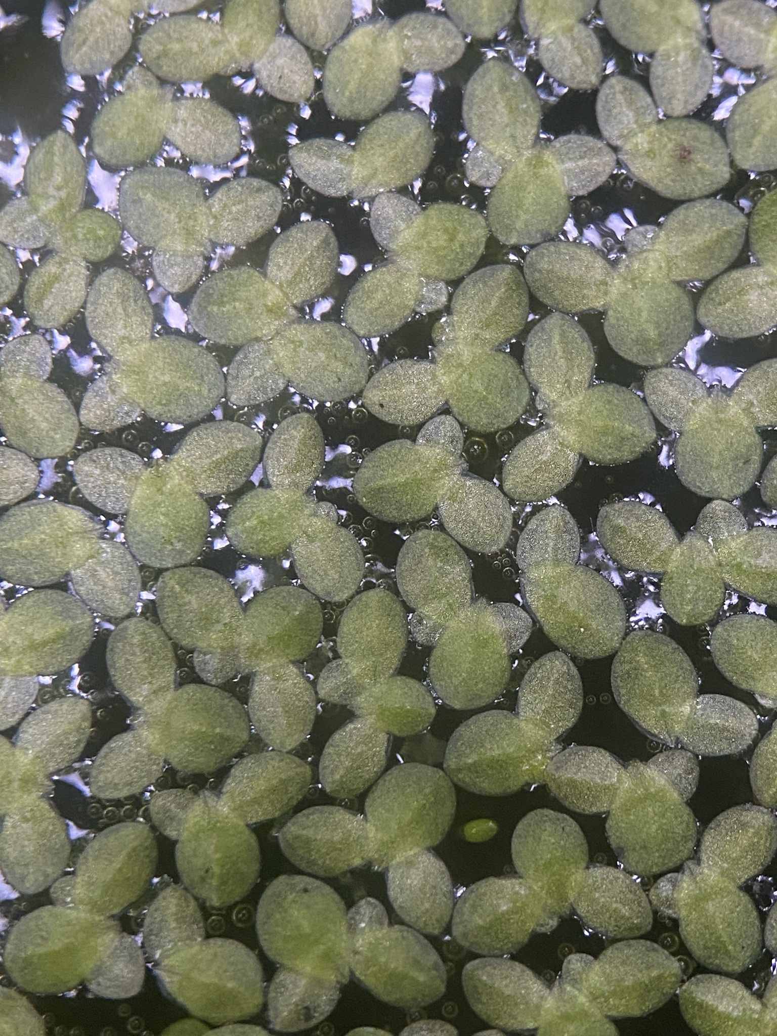 Lemna minuta