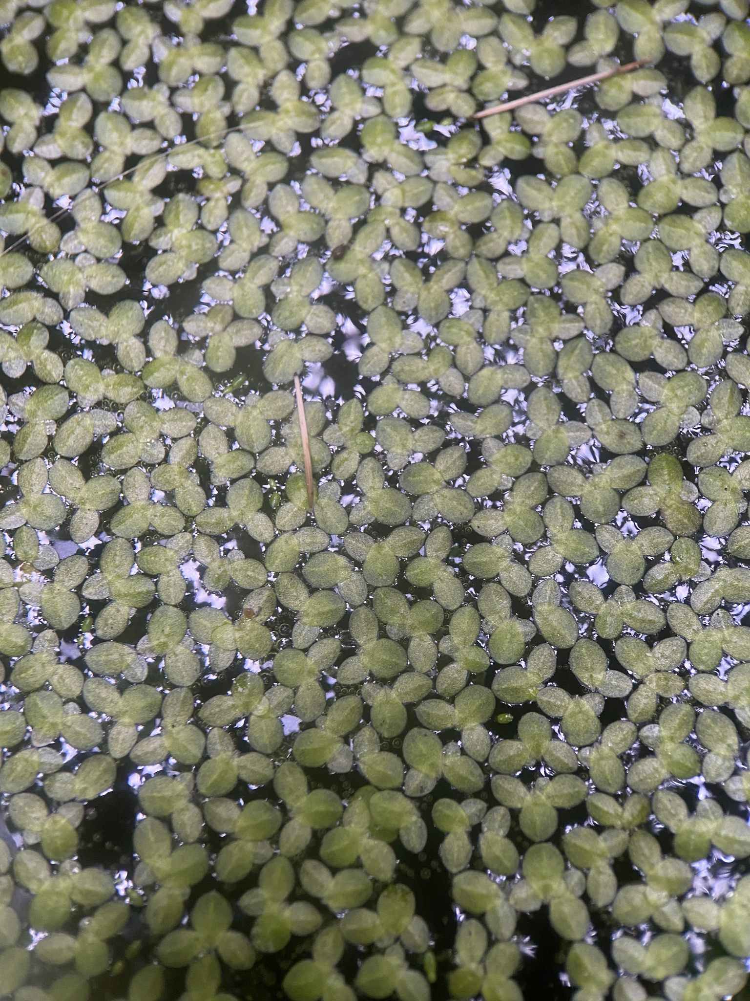 Lemna minuta