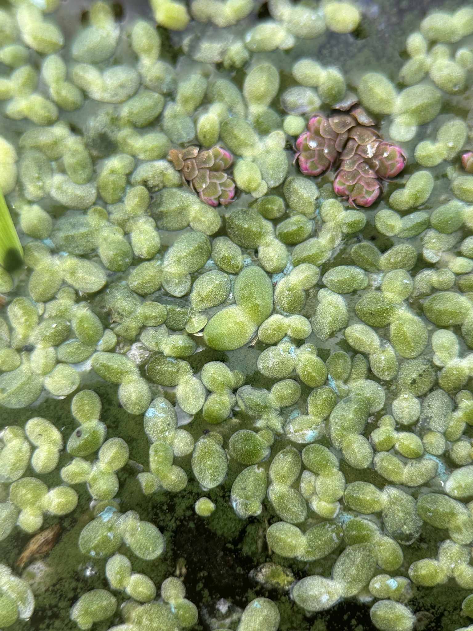 Lemna minuta