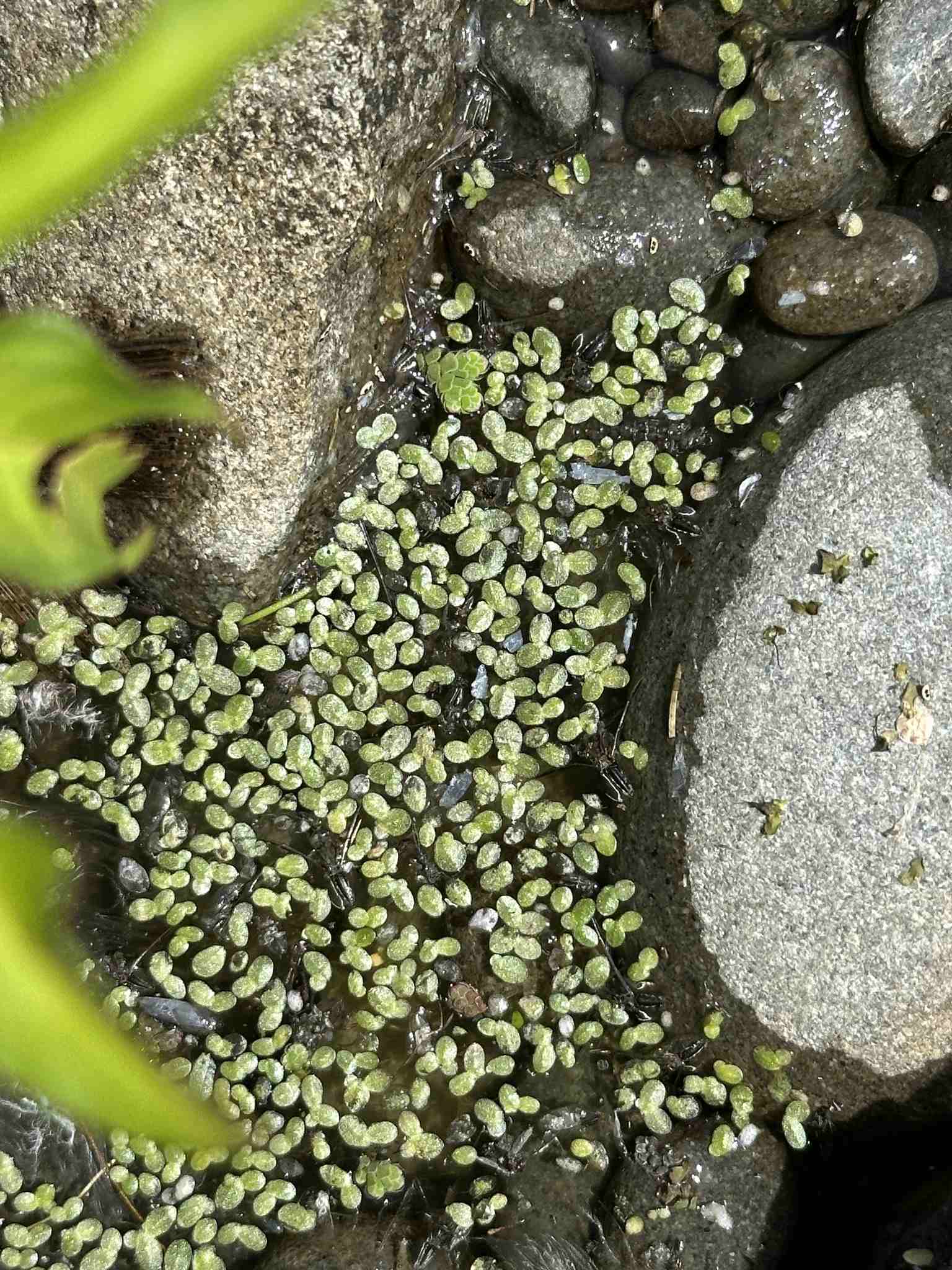 Lemna minuta