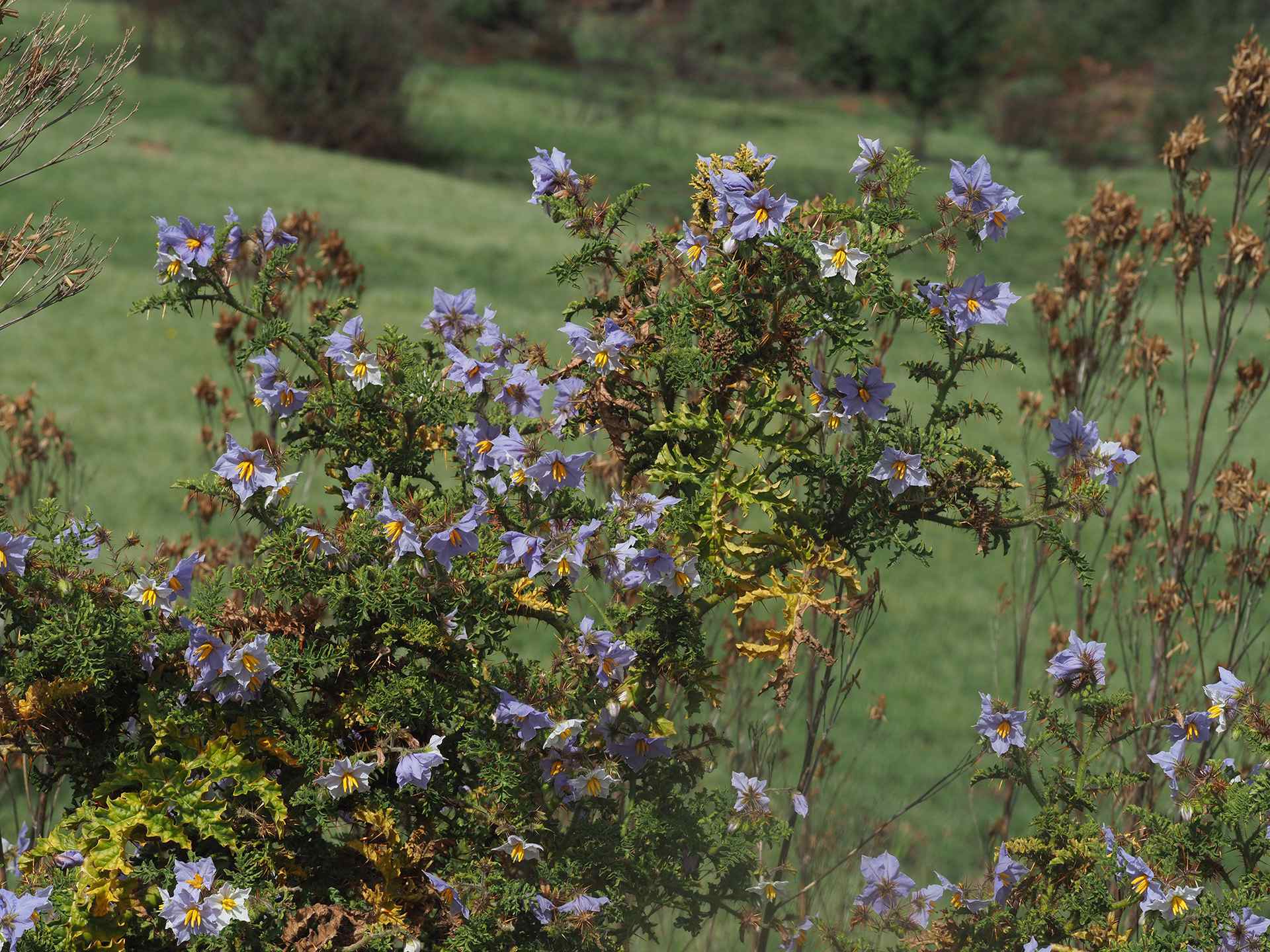 Solanum sisymbriifolium