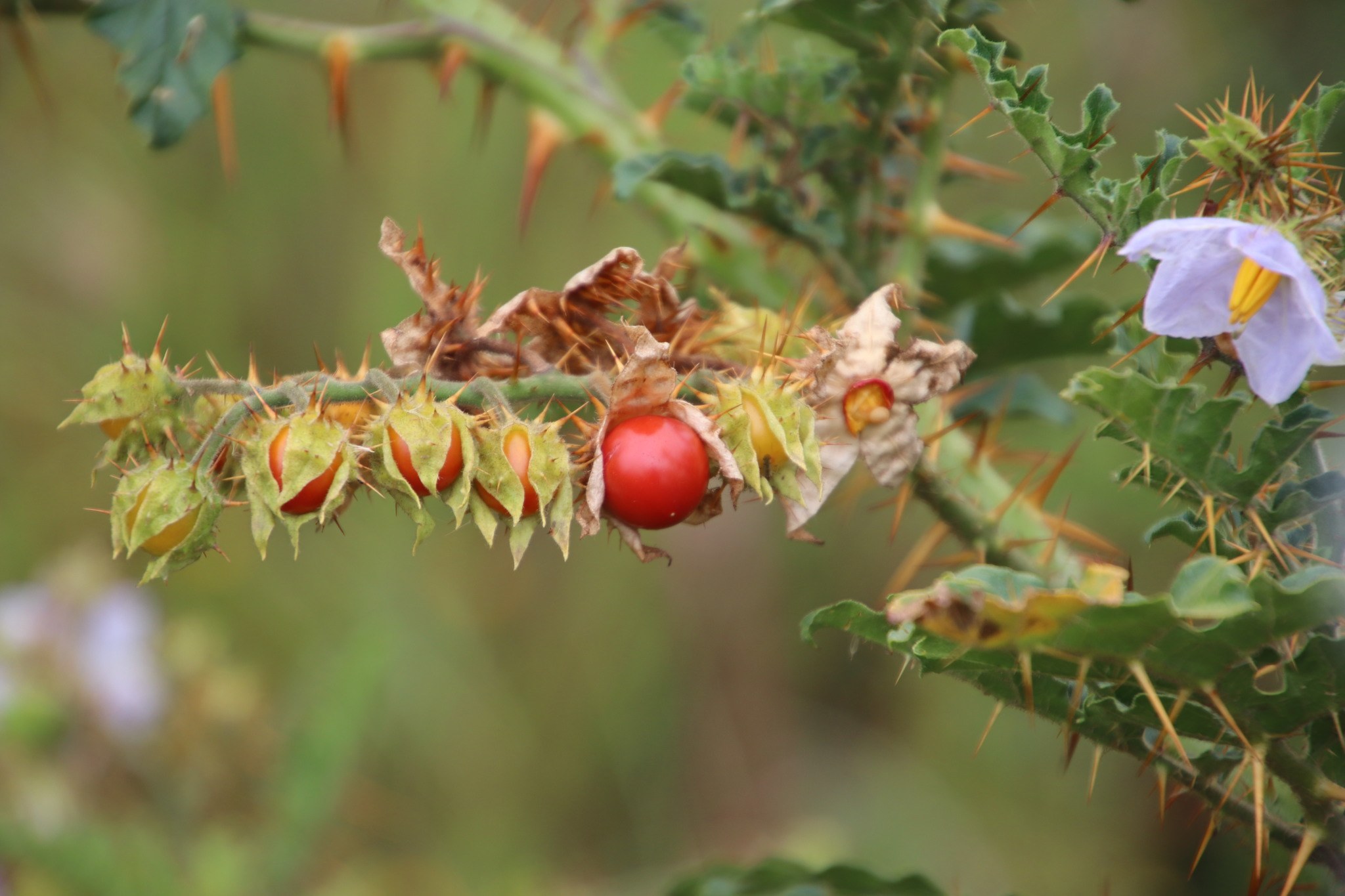 Solanum sisymbriifolium