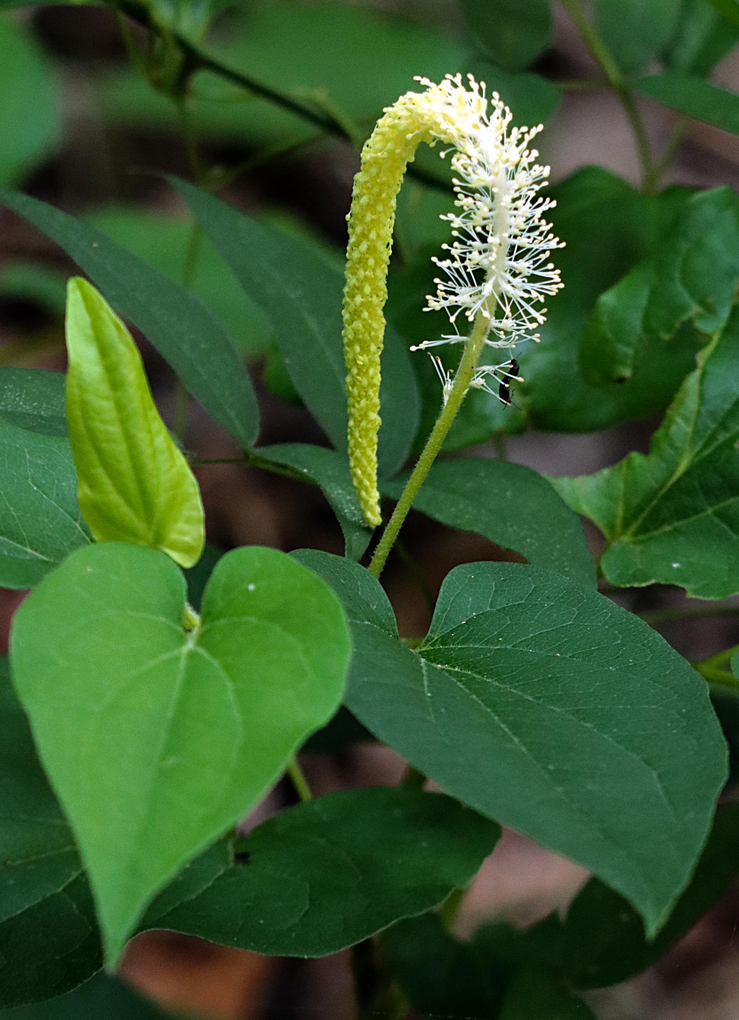 Saururus cernuus