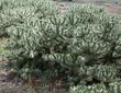 Cylindropuntia rosea