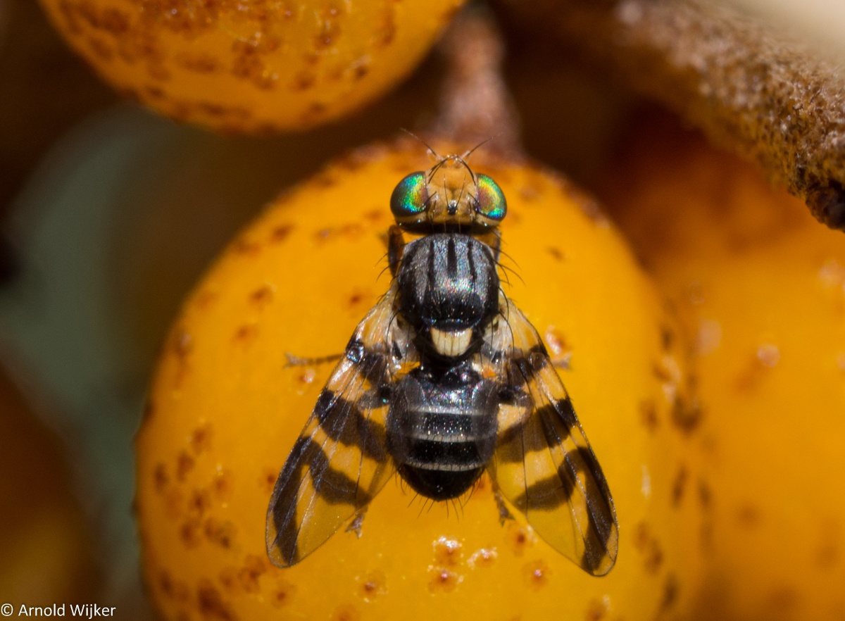 Rhagoletis batava