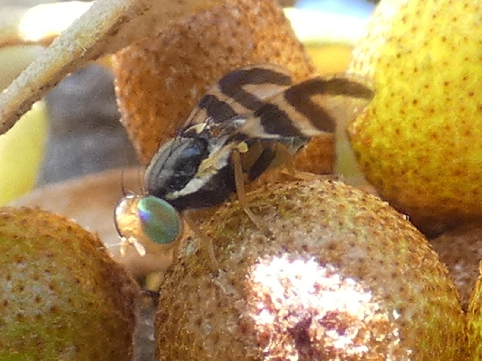 Rhagoletis batava