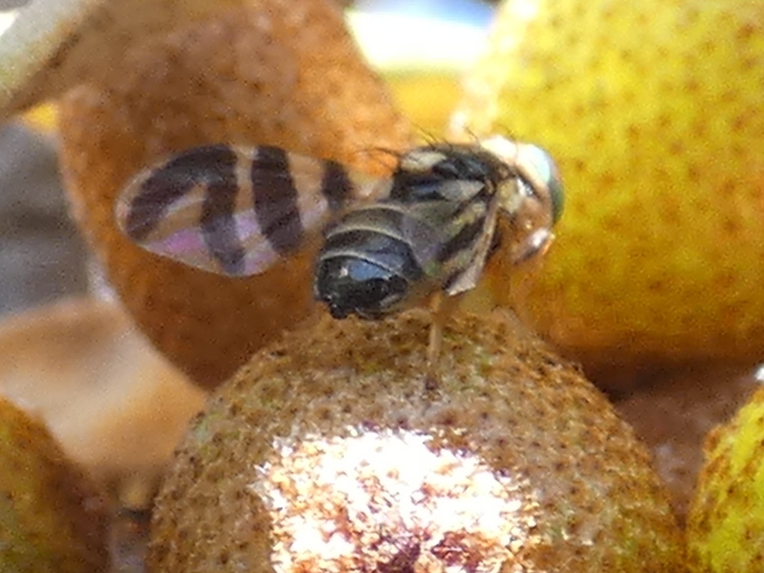 Rhagoletis batava