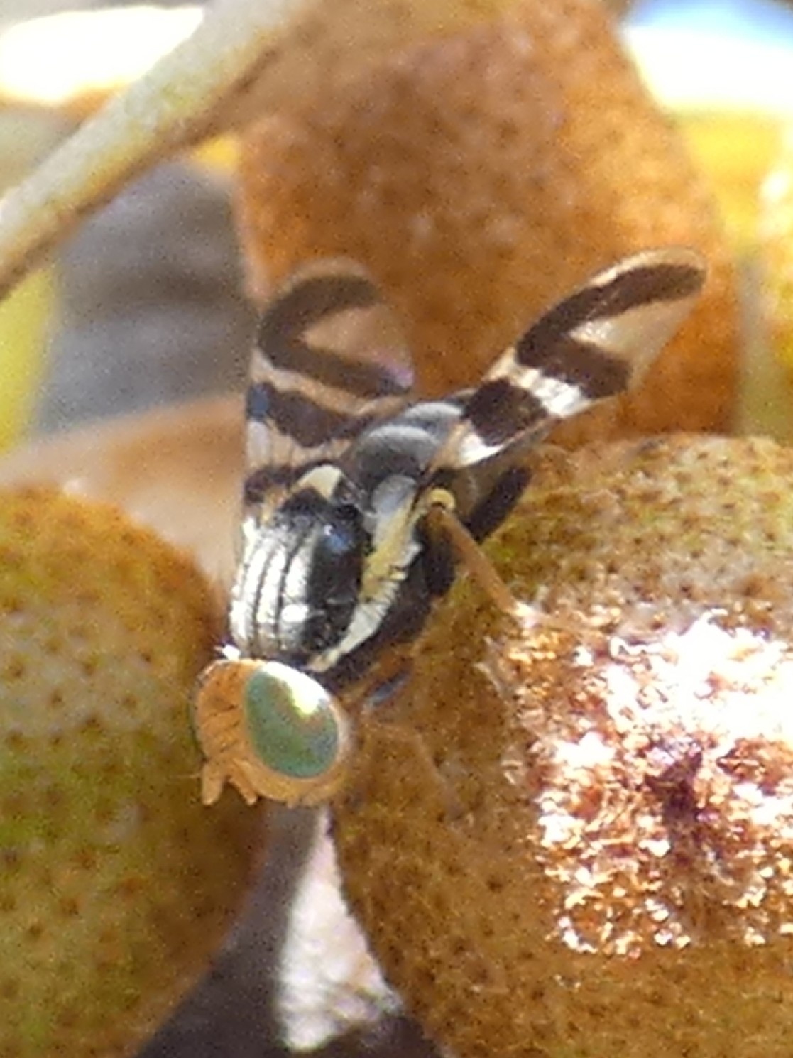 Rhagoletis batava