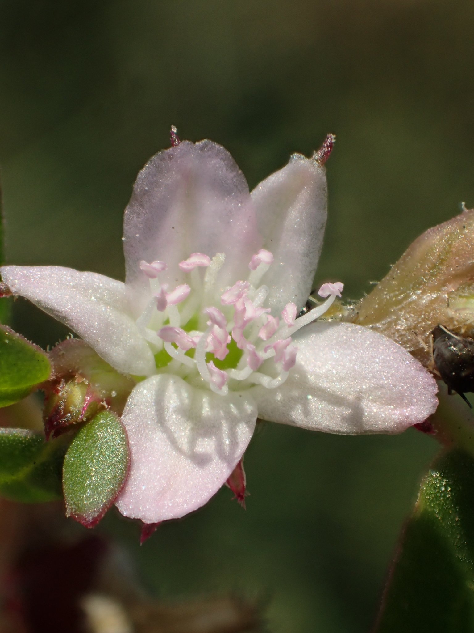 Trianthema portulacastrum