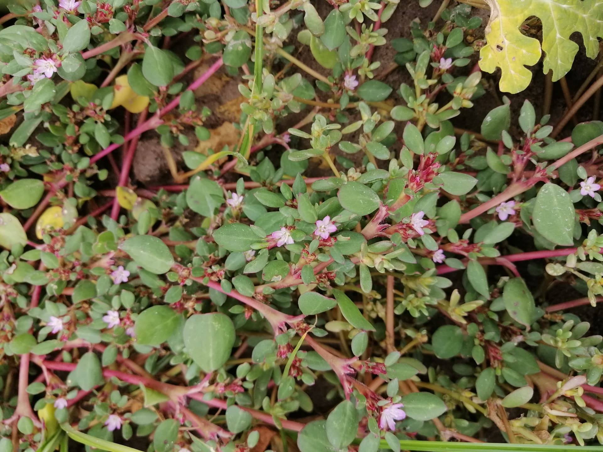 Trianthema portulacastrum