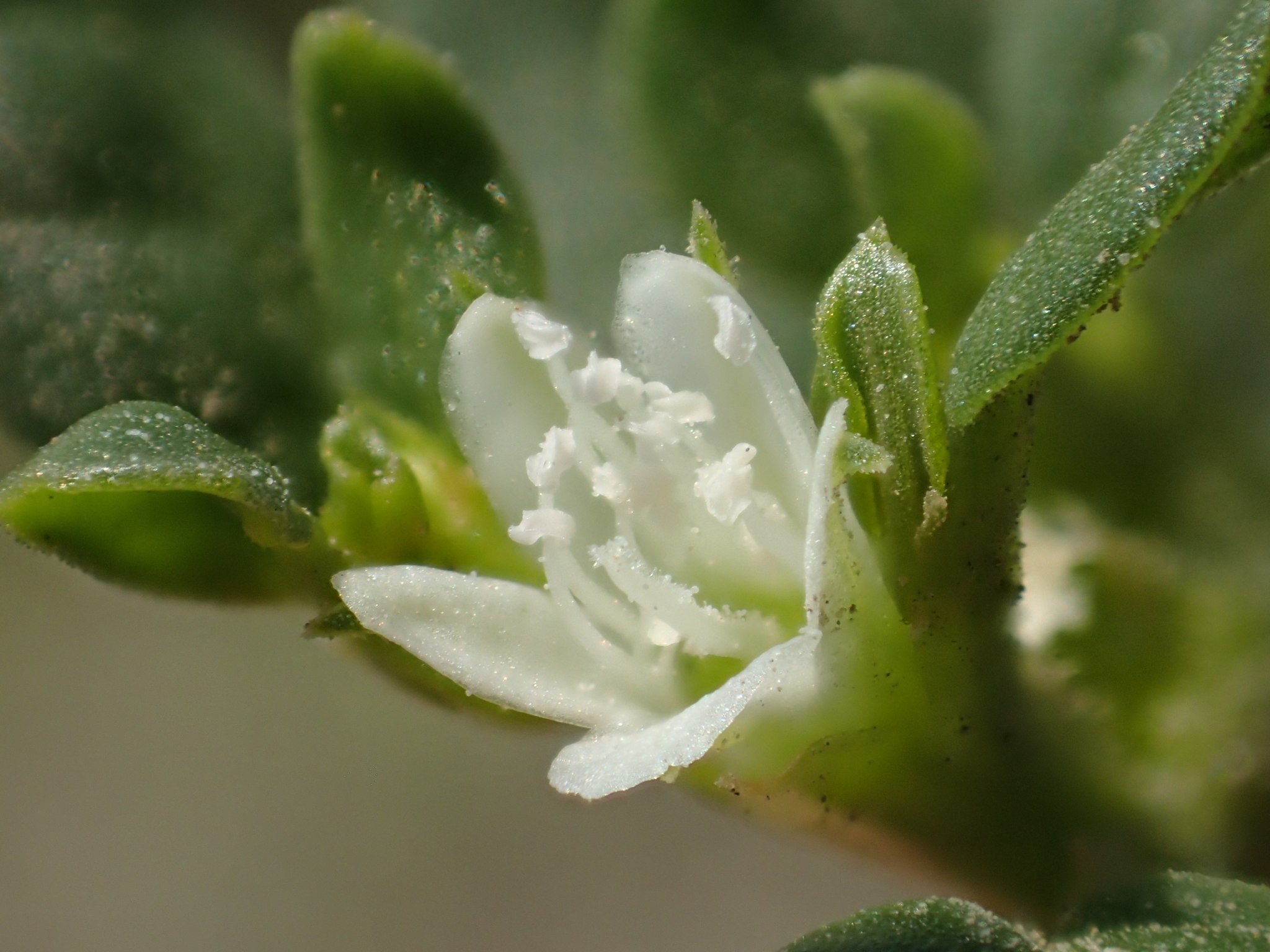 Trianthema portulacastrum