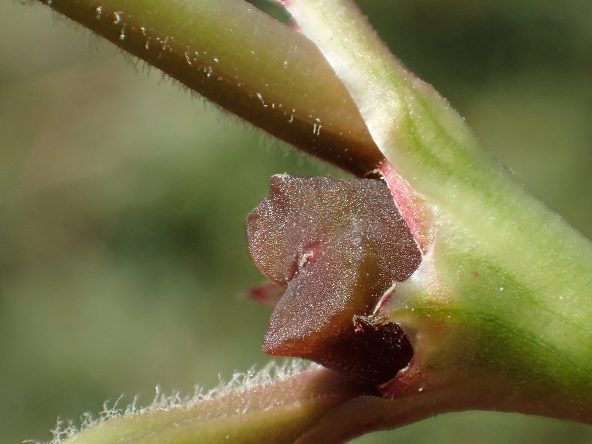 Trianthema portulacastrum