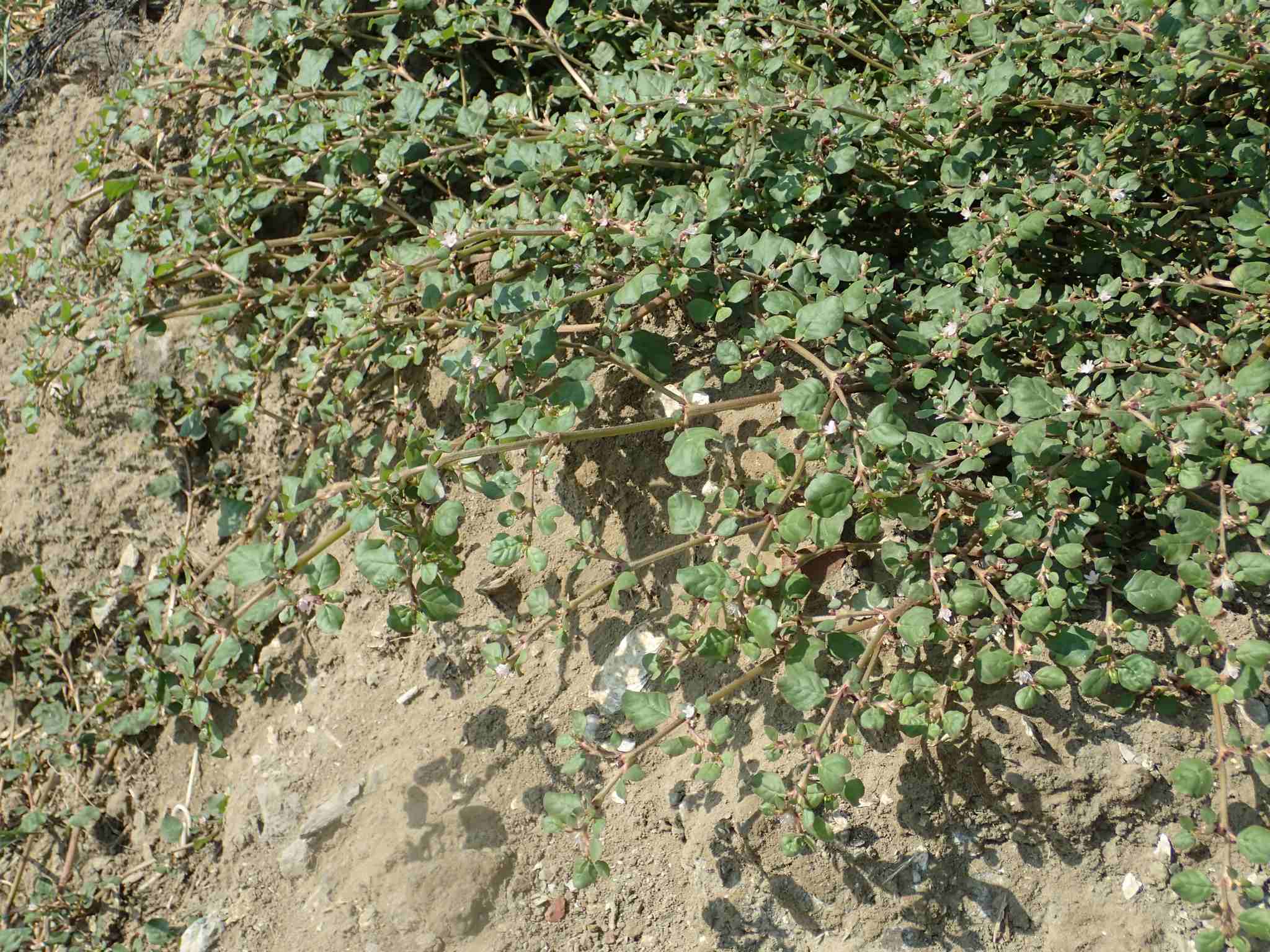 Trianthema portulacastrum