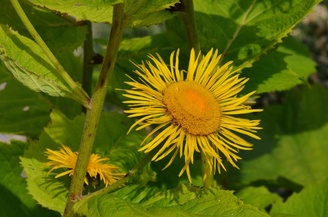 Telekia speciosa