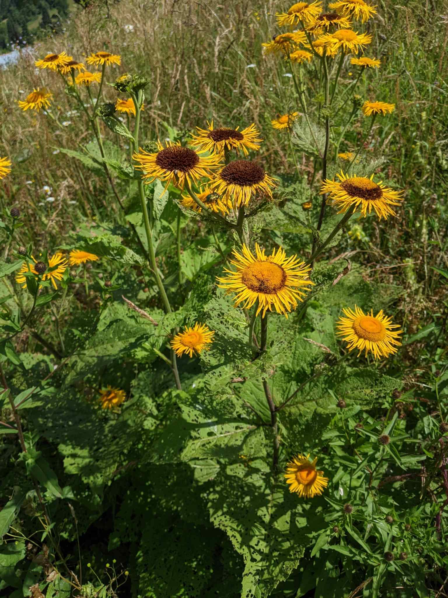 Telekia speciosa