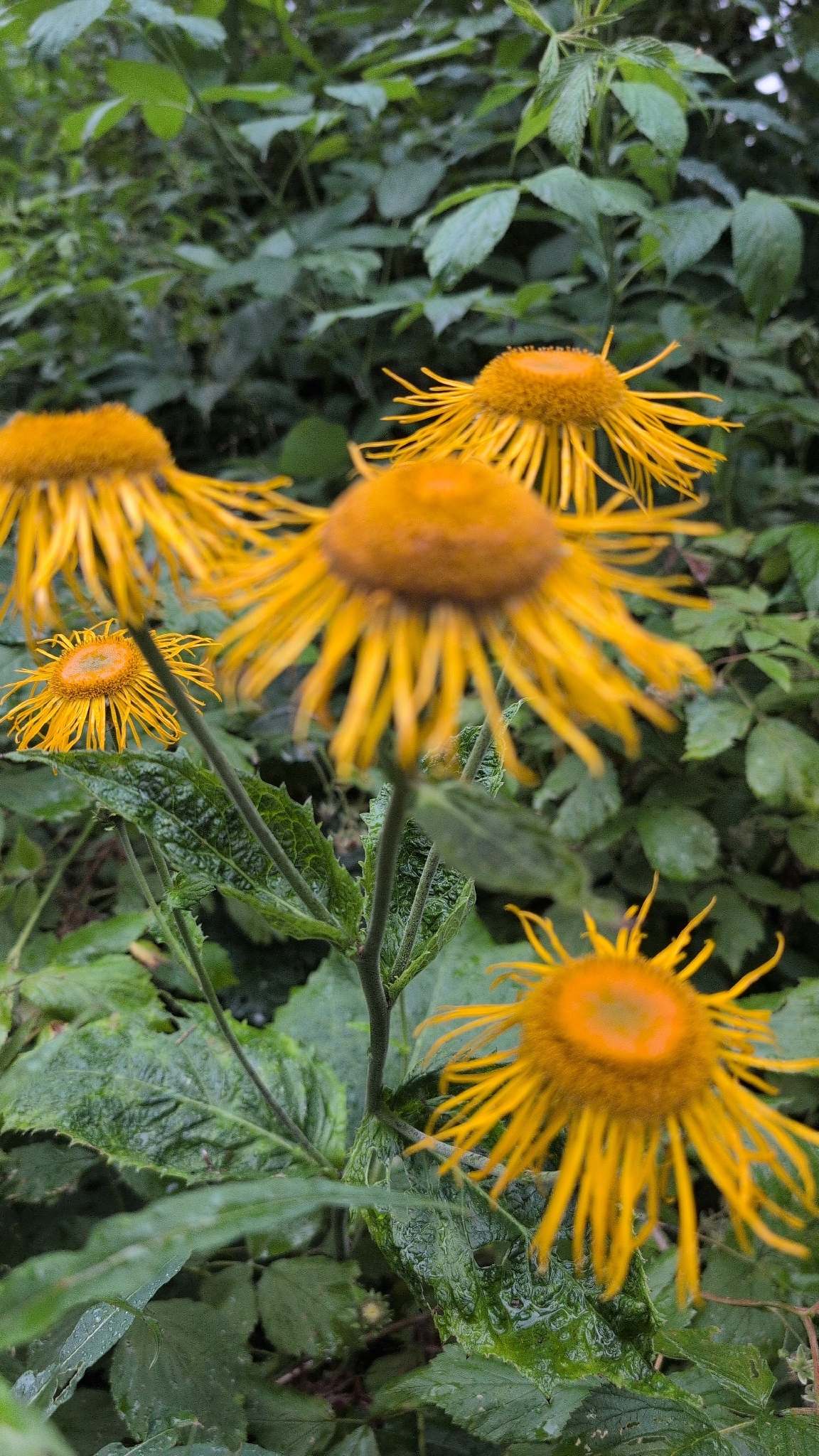 Telekia speciosa