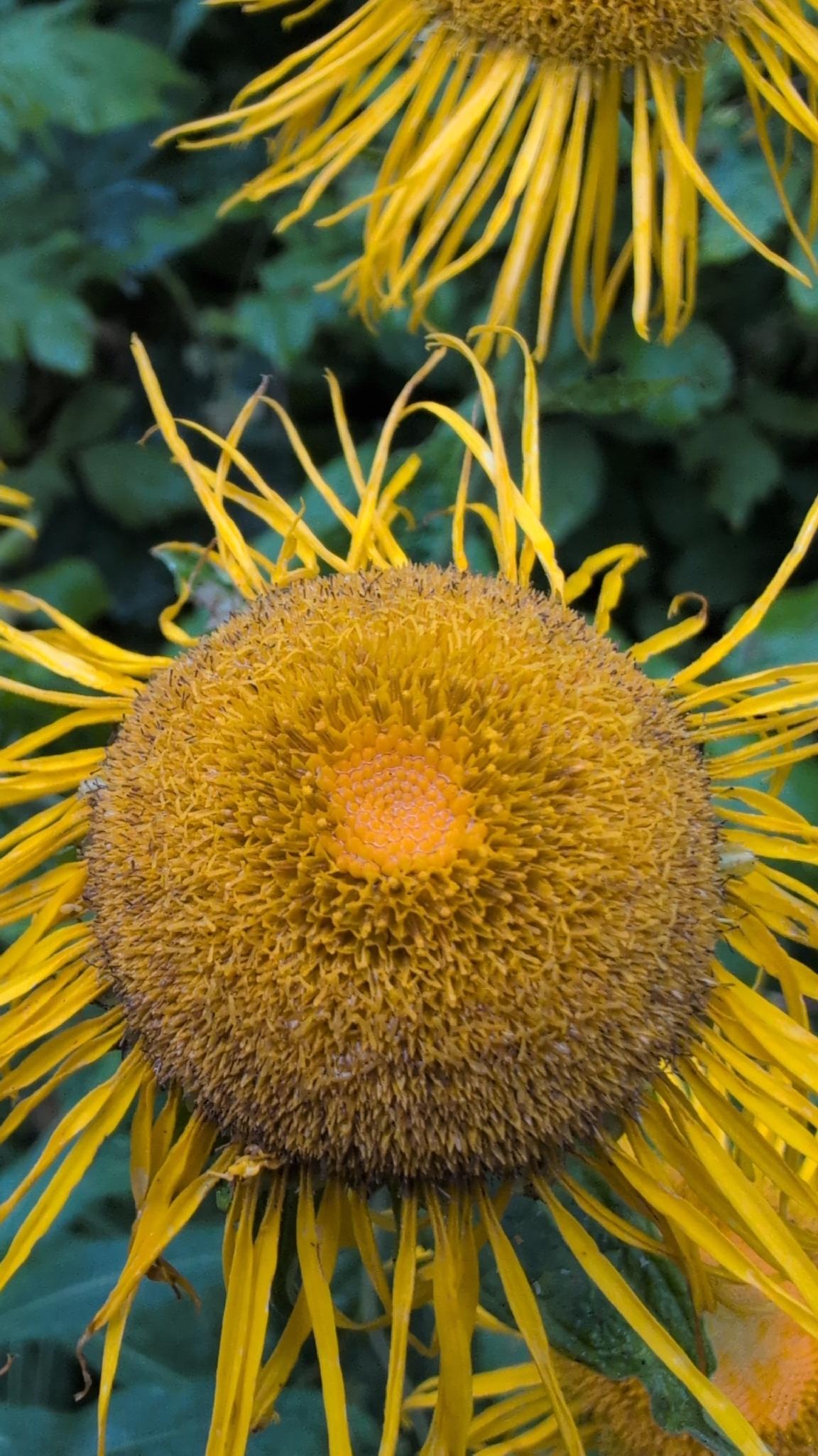 Telekia speciosa
