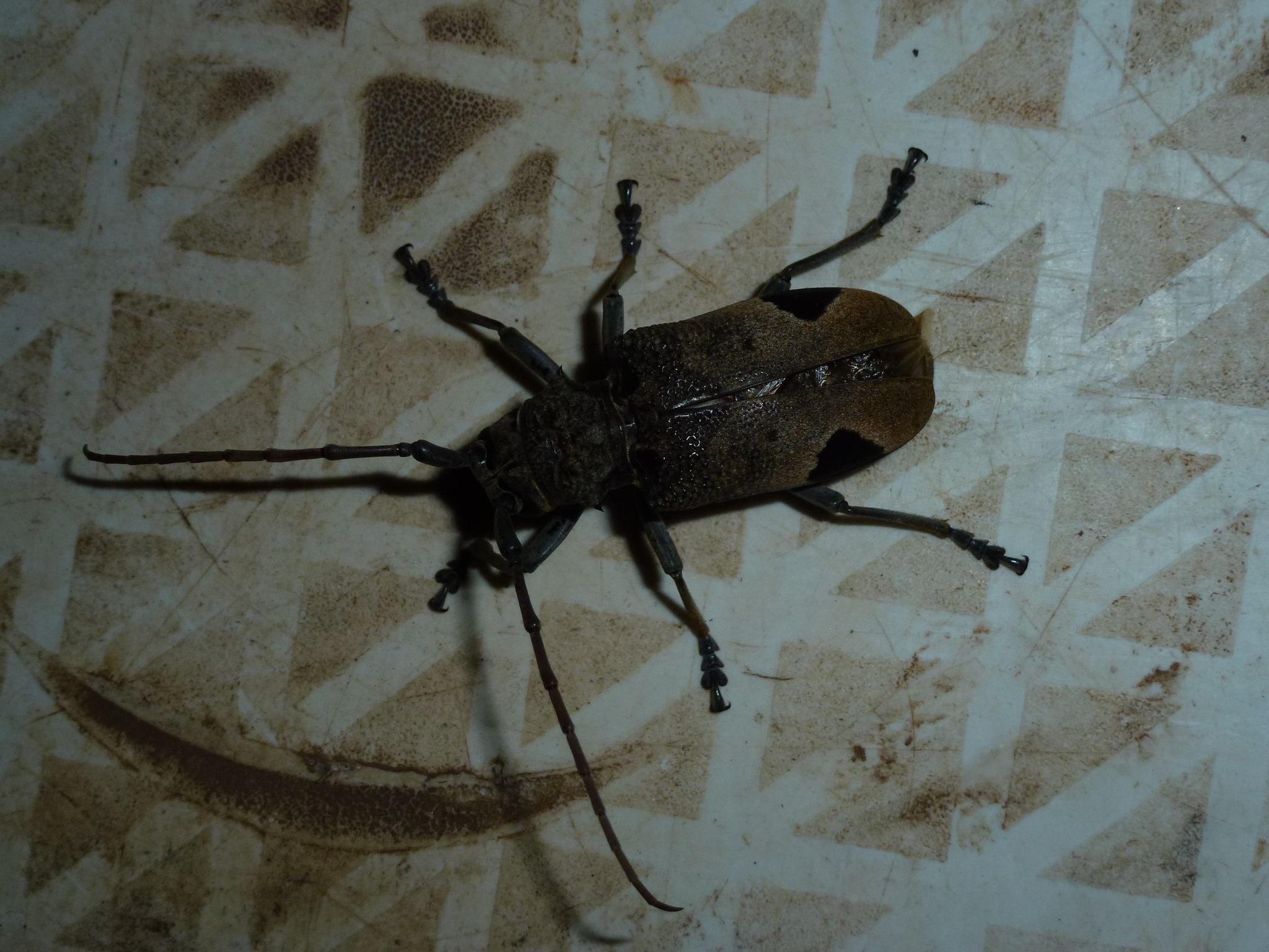 Phryneta leprosa