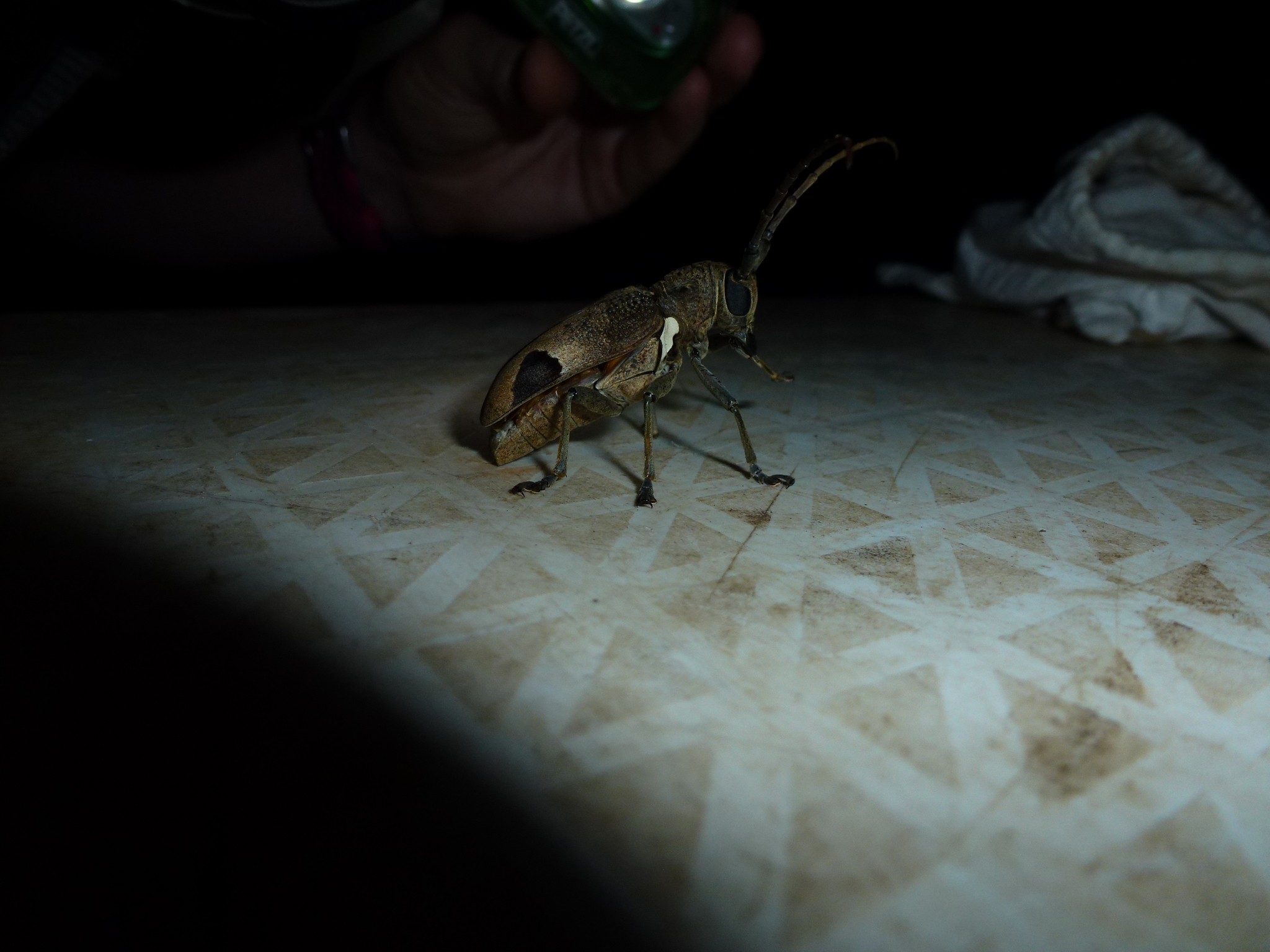 Phryneta leprosa