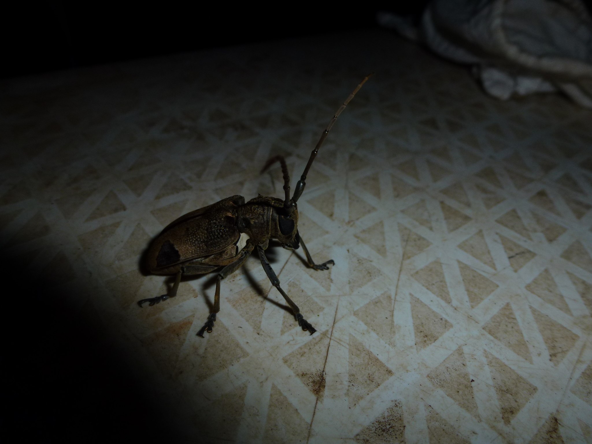 Phryneta leprosa