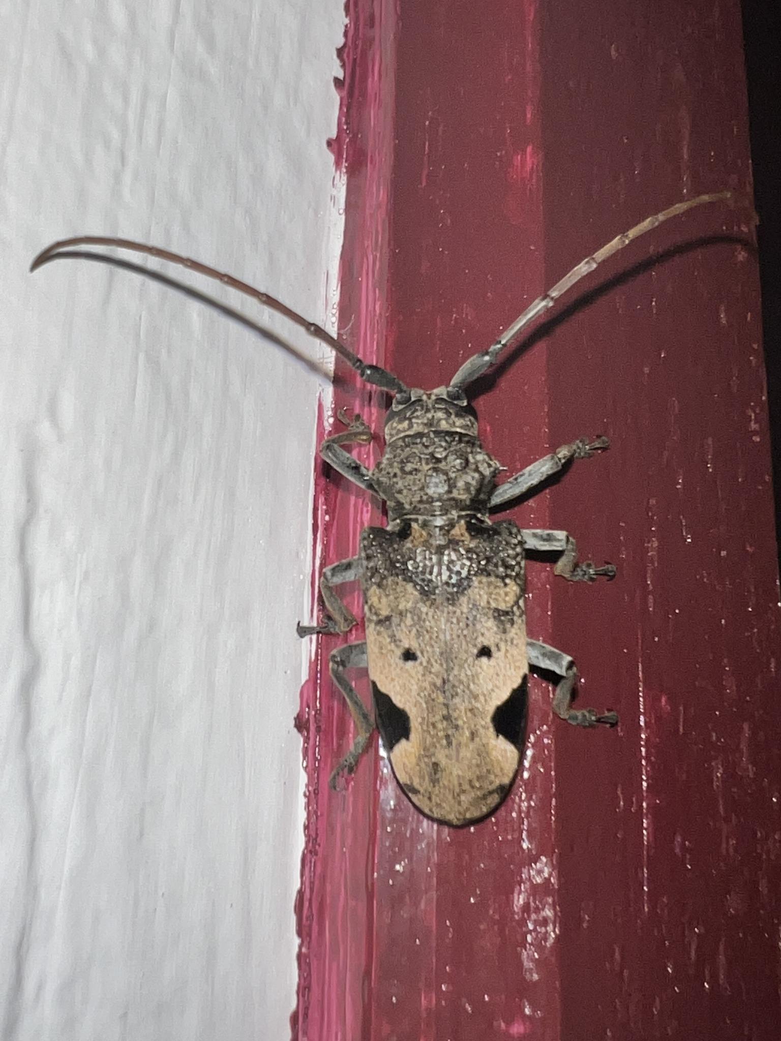 Phryneta leprosa