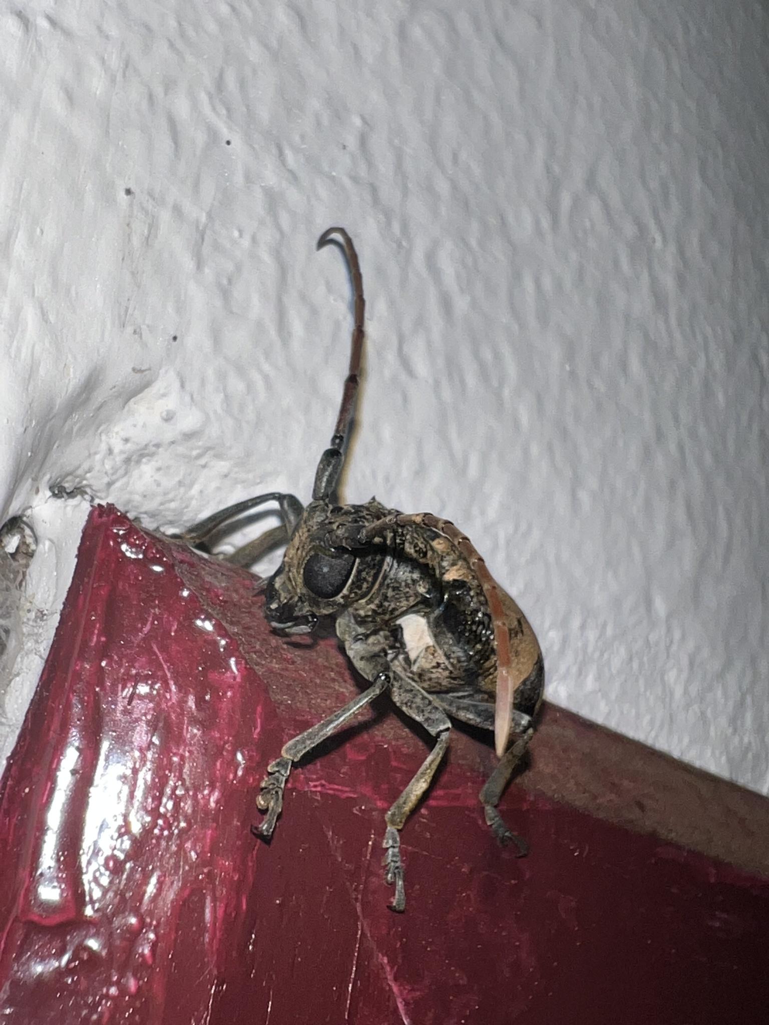 Phryneta leprosa