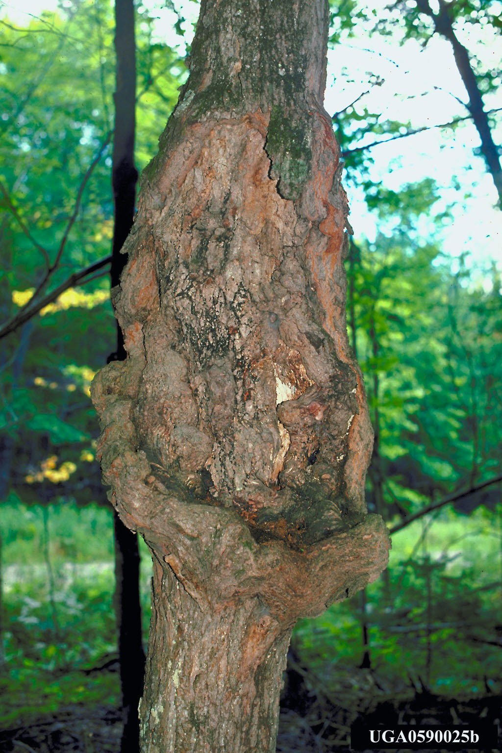Eutypella parasitica