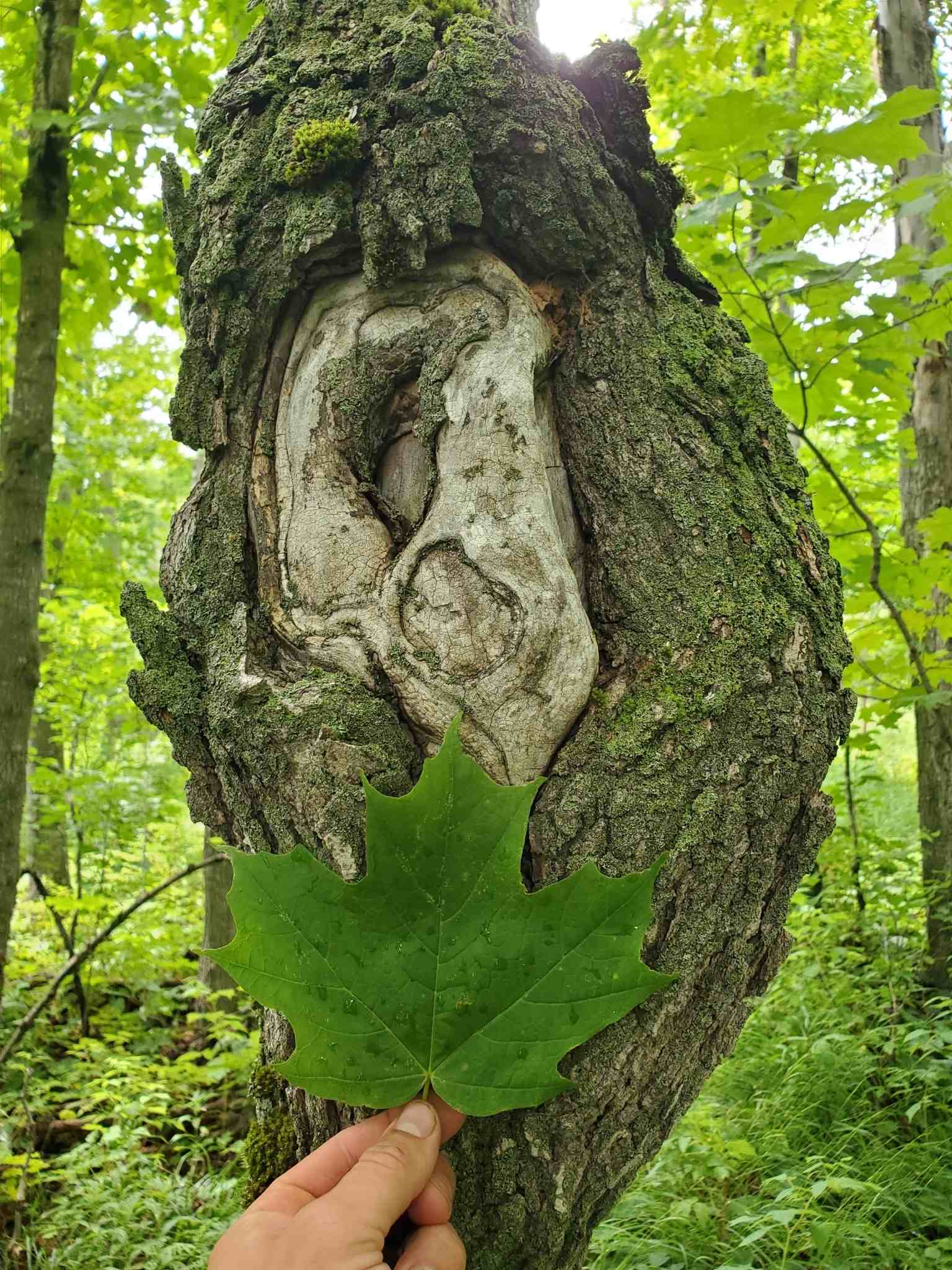 Eutypella parasitica