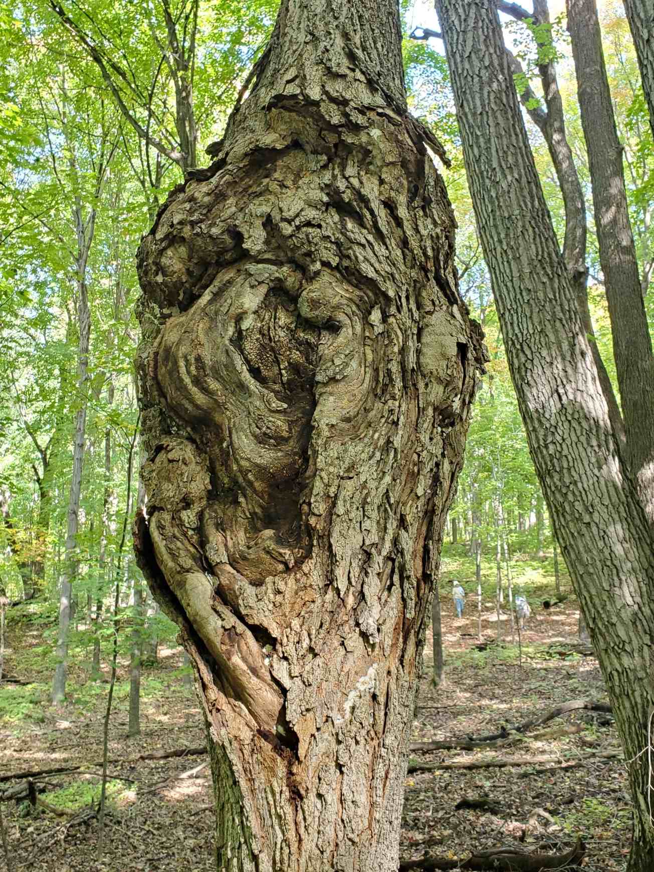 Eutypella parasitica