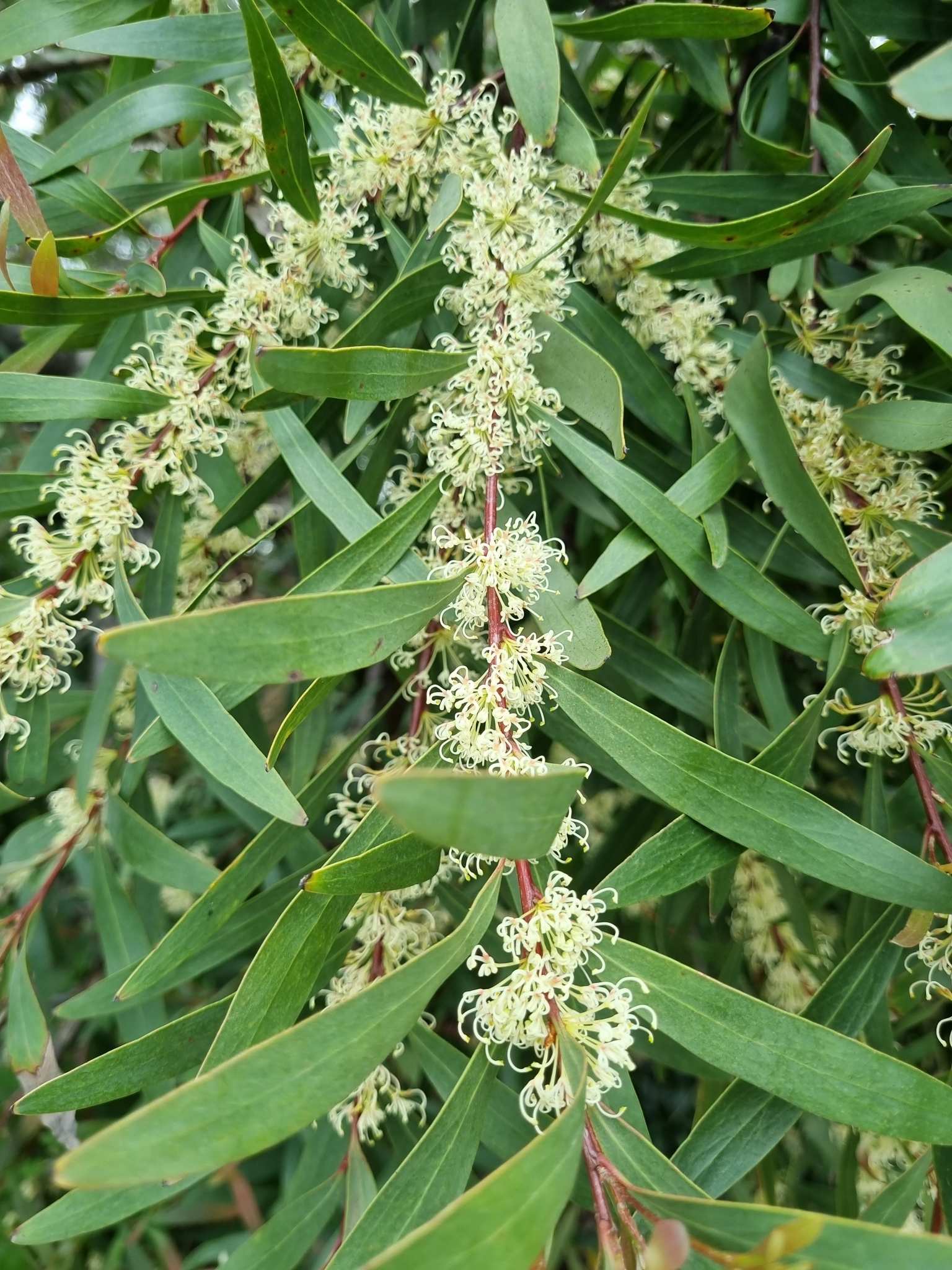 Hakea salicifolia