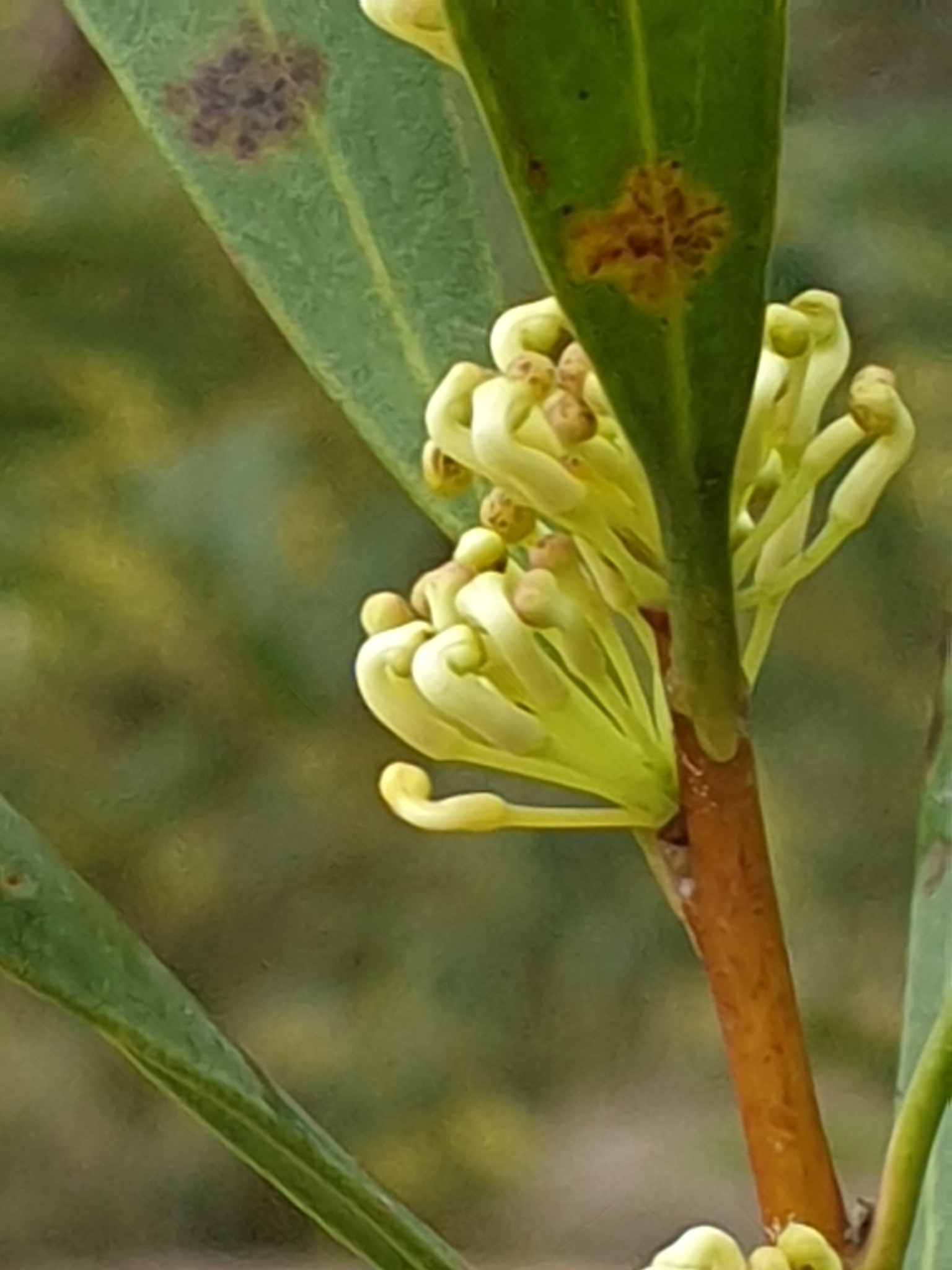 Hakea salicifolia