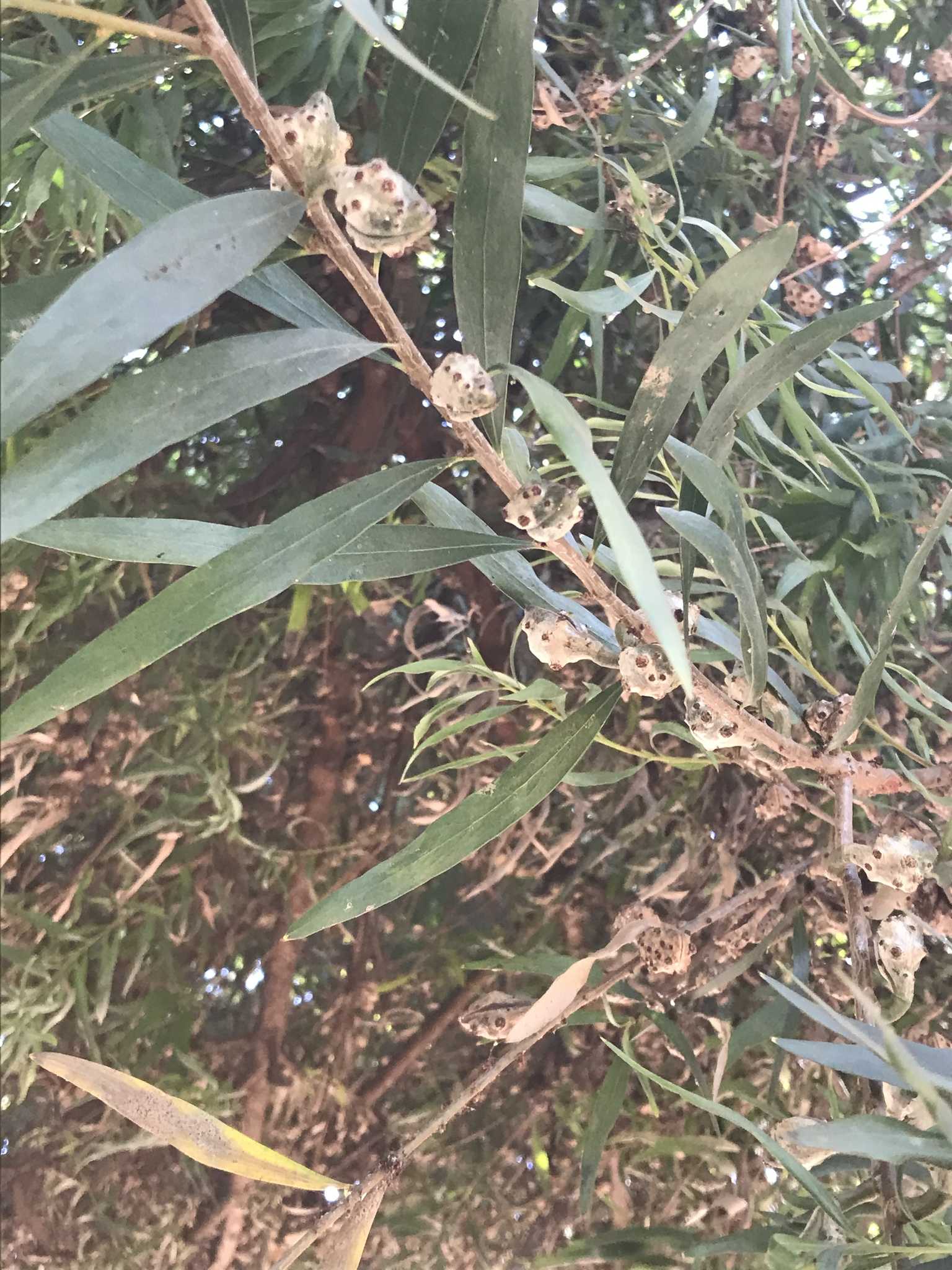 Hakea salicifolia