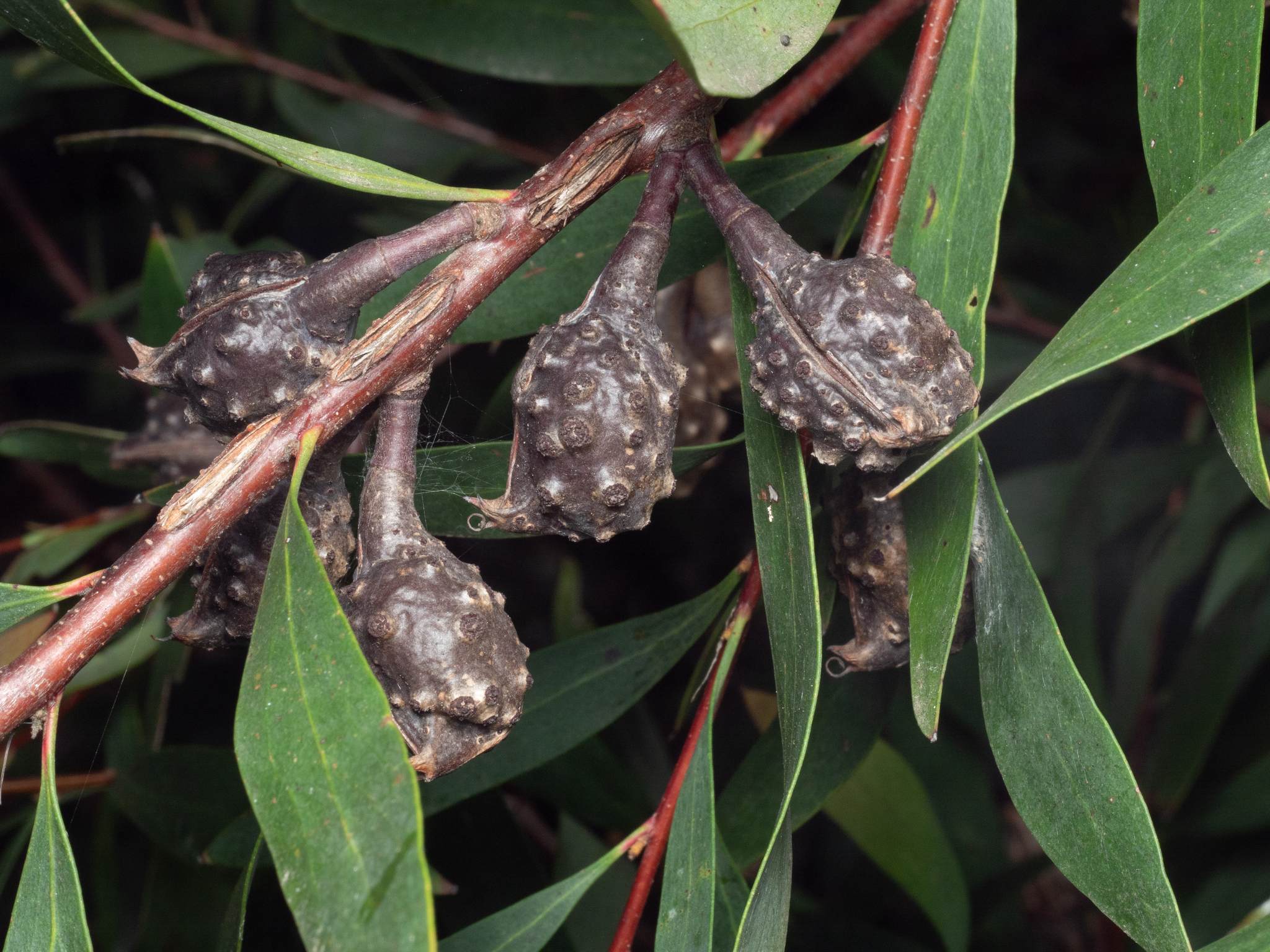 Hakea salicifolia